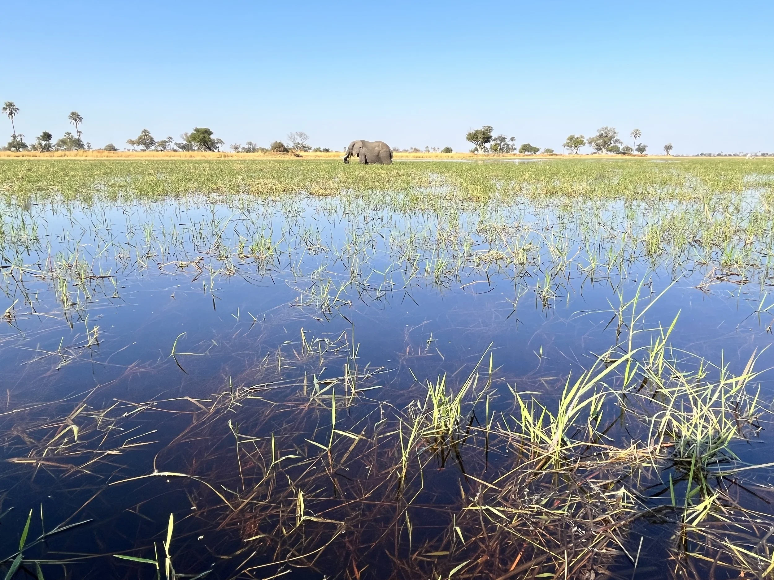 Calm water reflects a clear blue sky over an open wetland marsh filled with green reeds and distant trees, where a large elephant slowly wades through the tall grass of the Okavango Delta.