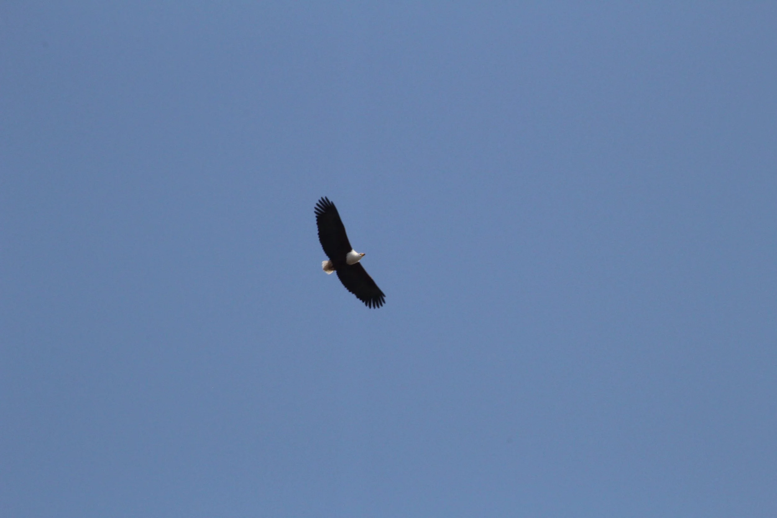 An African fish eagle flies high in a clear blue sky over the Okavango Delta.
