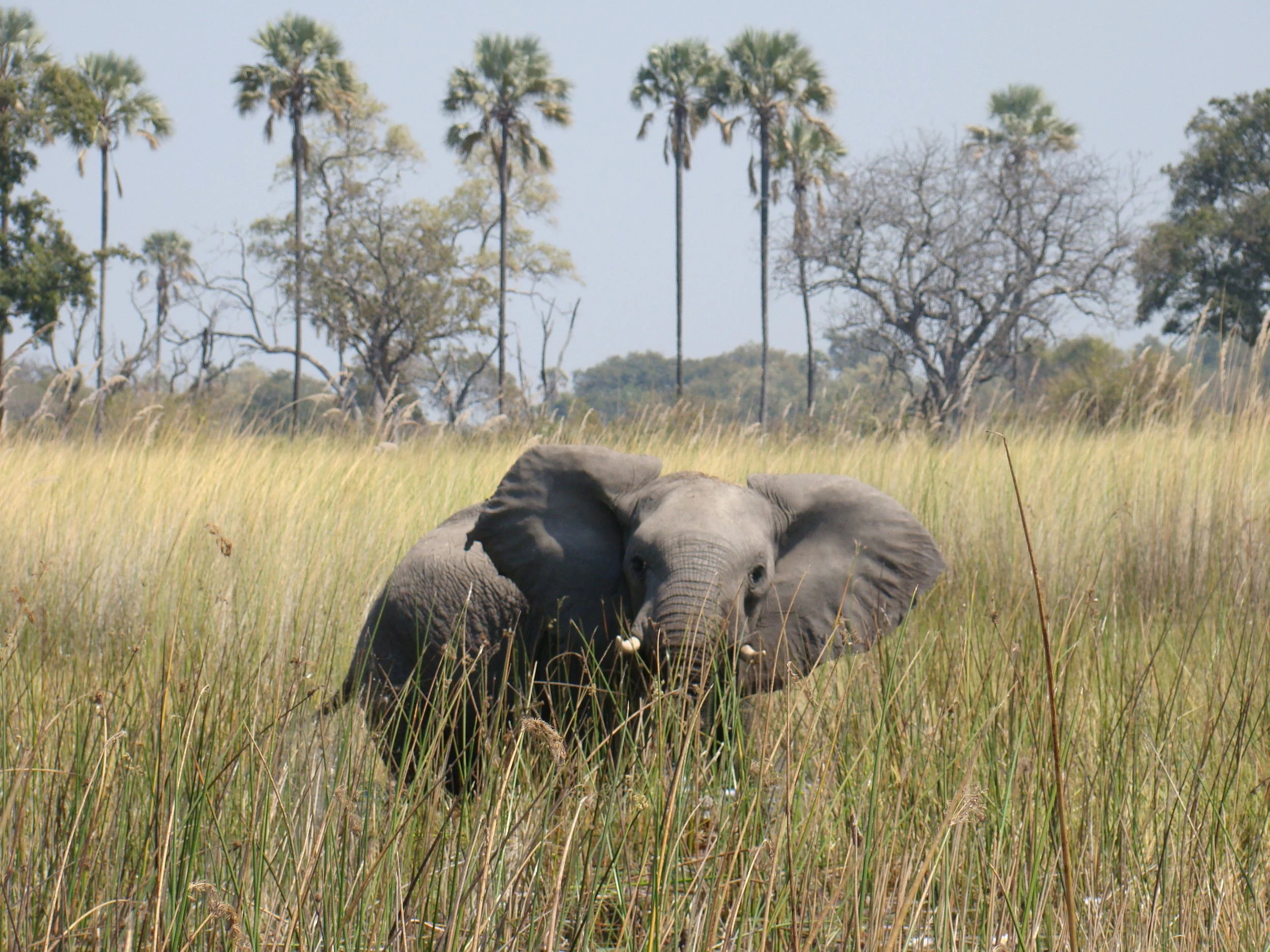 An elephant raises its ears in alarm in tall grass with tall palm trees on the horizon, in the Okavango Delta.
