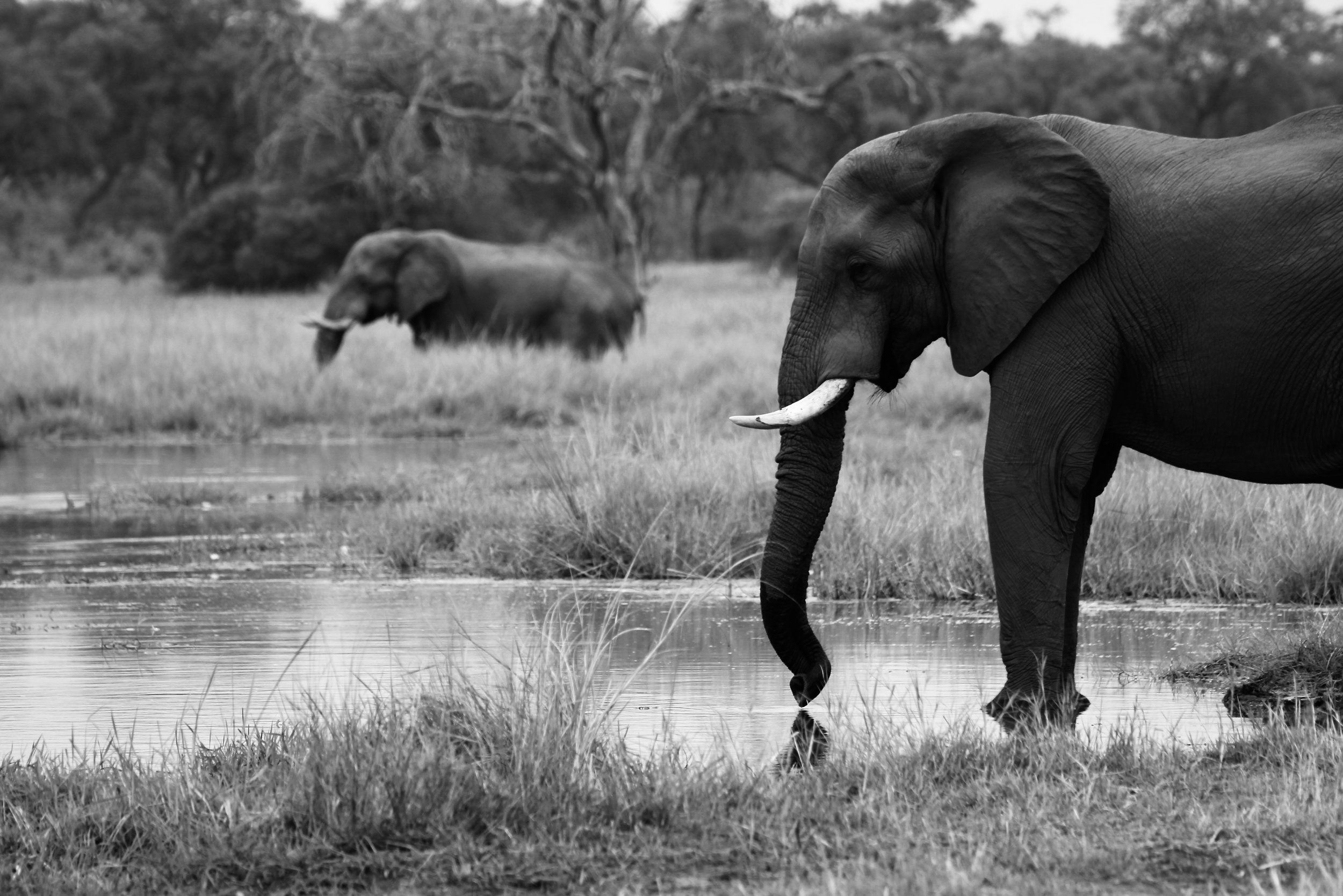 A black and white picture of two elephants bulls drinking from the Khwai River in the Okavango Delta