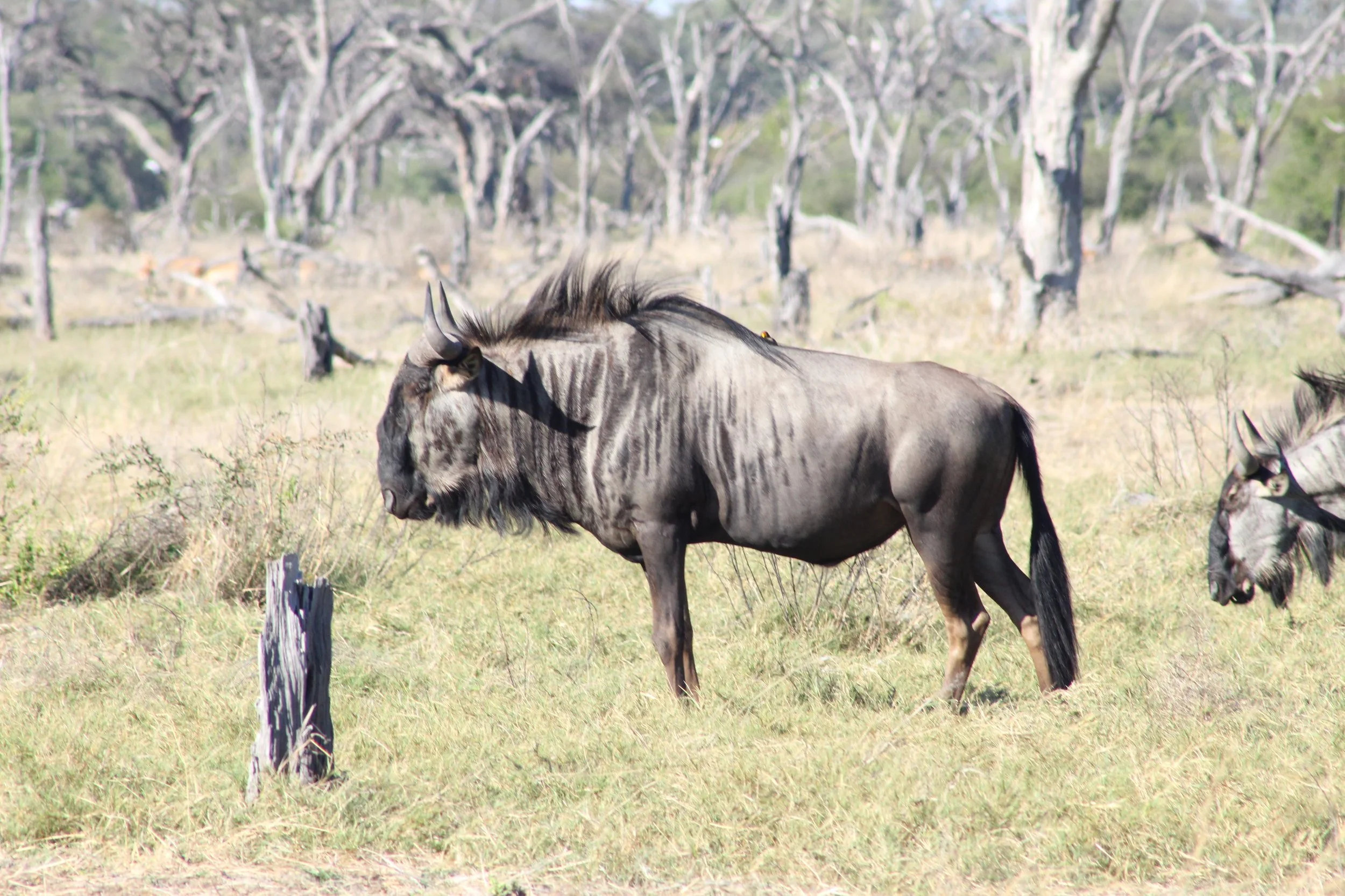 A single blue wildebeest stands facing forward in a dry forest clearing in the Okavango Delta.