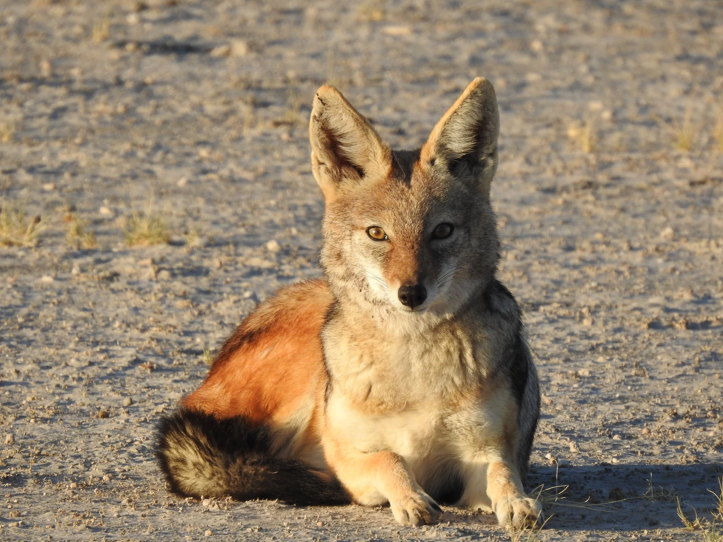 A black-backed jackal stares at the camera whilst lying down in a dusty and dry landscape in the Kalahari Desert, Botswana.