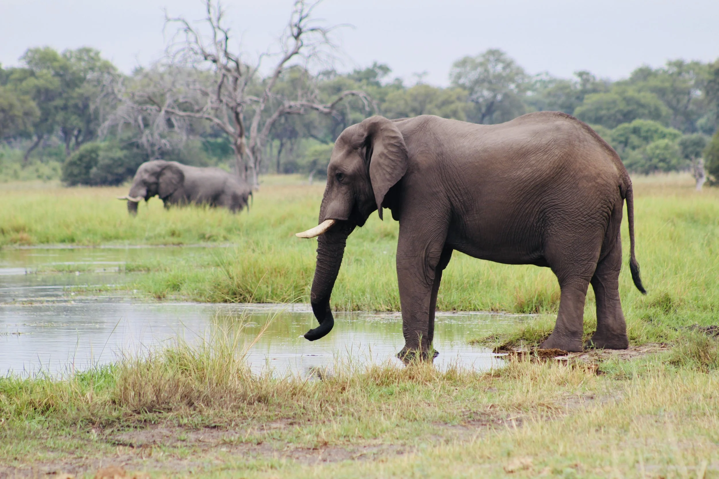A large elephant walks along a muddy river bank with another elephant visible in the distant background in the Okavango Delta.
