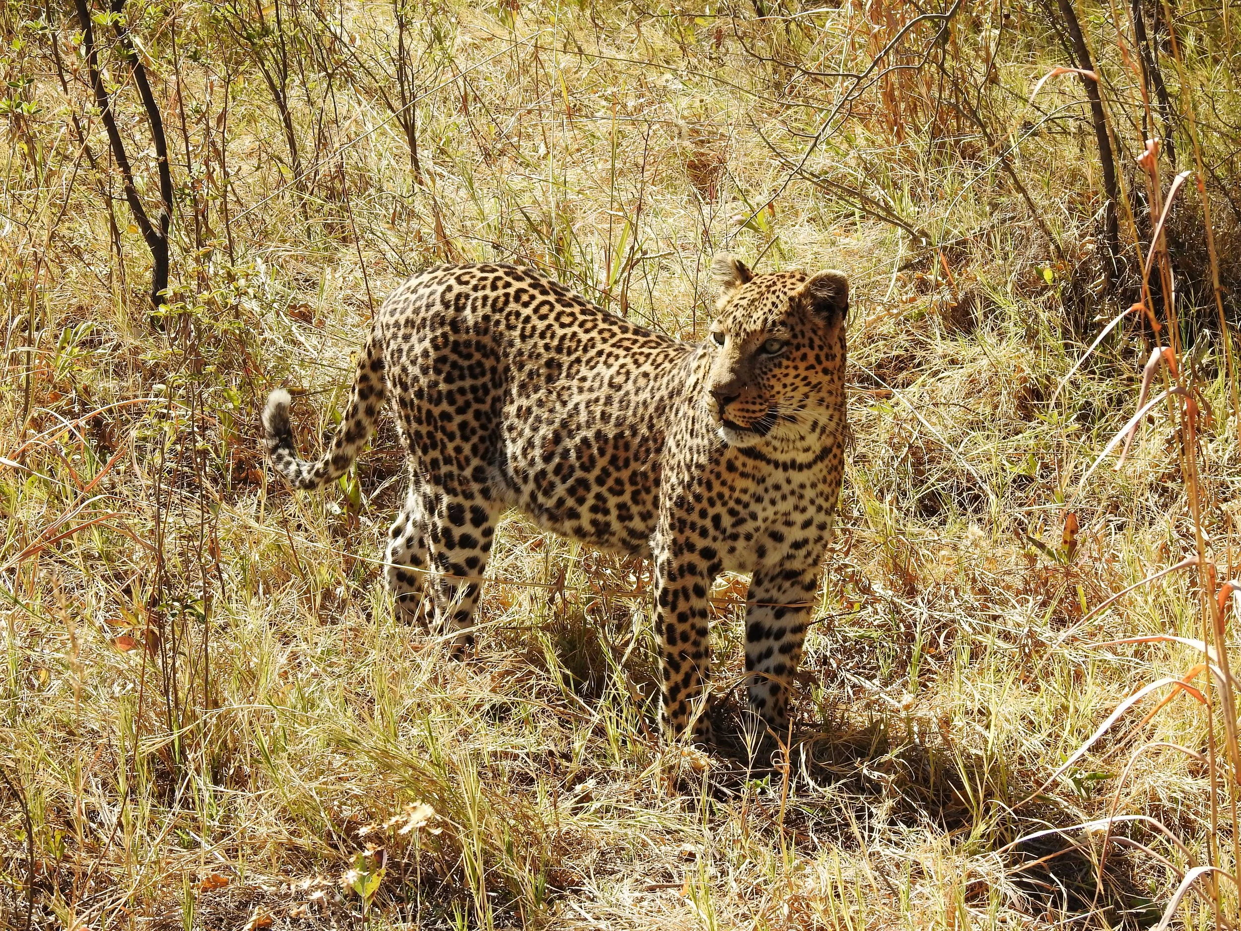 A large male leopard standing in a grassland in the Okavango Delta.