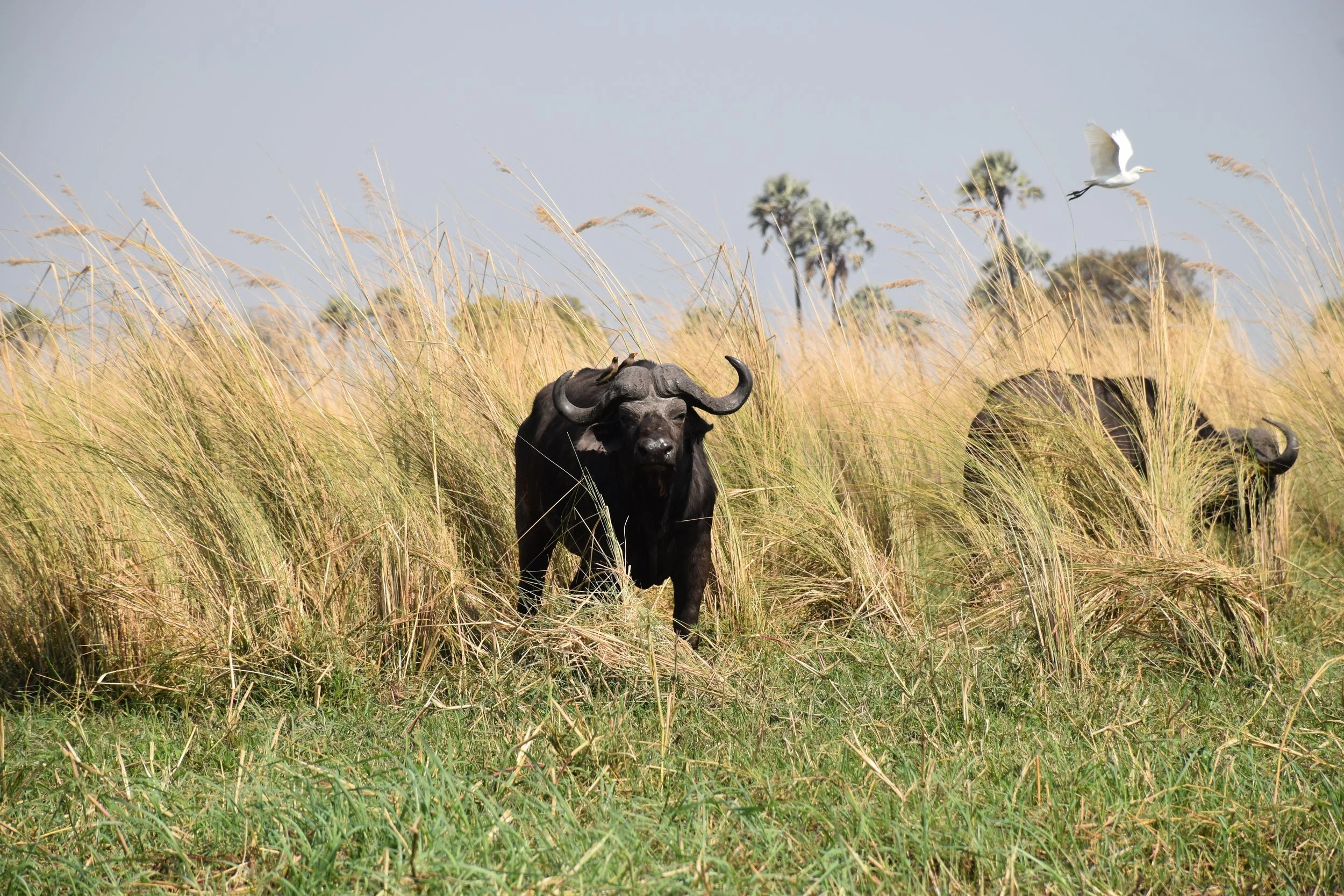 A Cape buffalo peers out from behind tall grass with white egrets flying above, in the Okavango Delta.