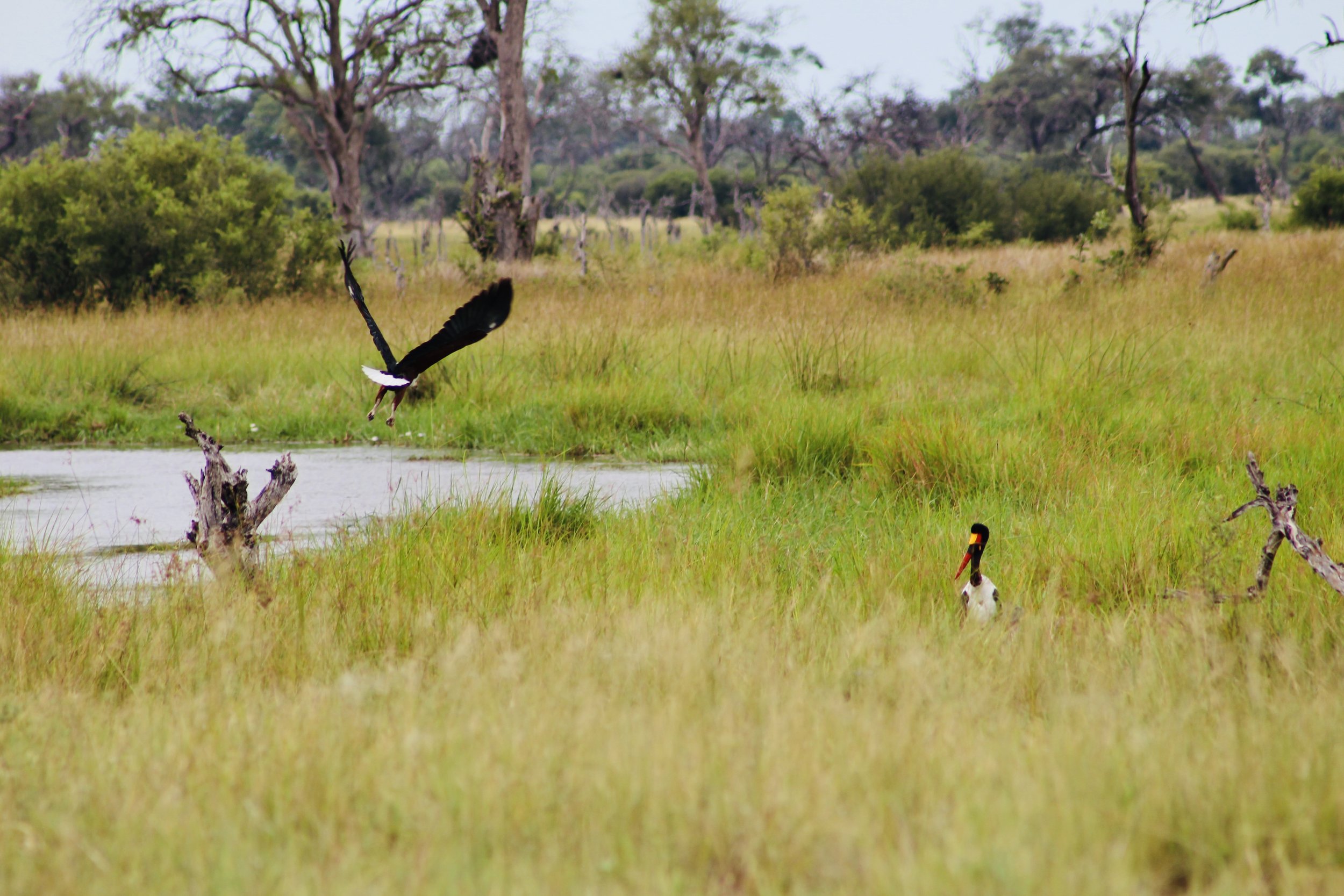 An African fish eagle flies low over a small waterhole in a wide green grassland in the Okavango Delta, with a saddle-billed stork foraging on the ground.