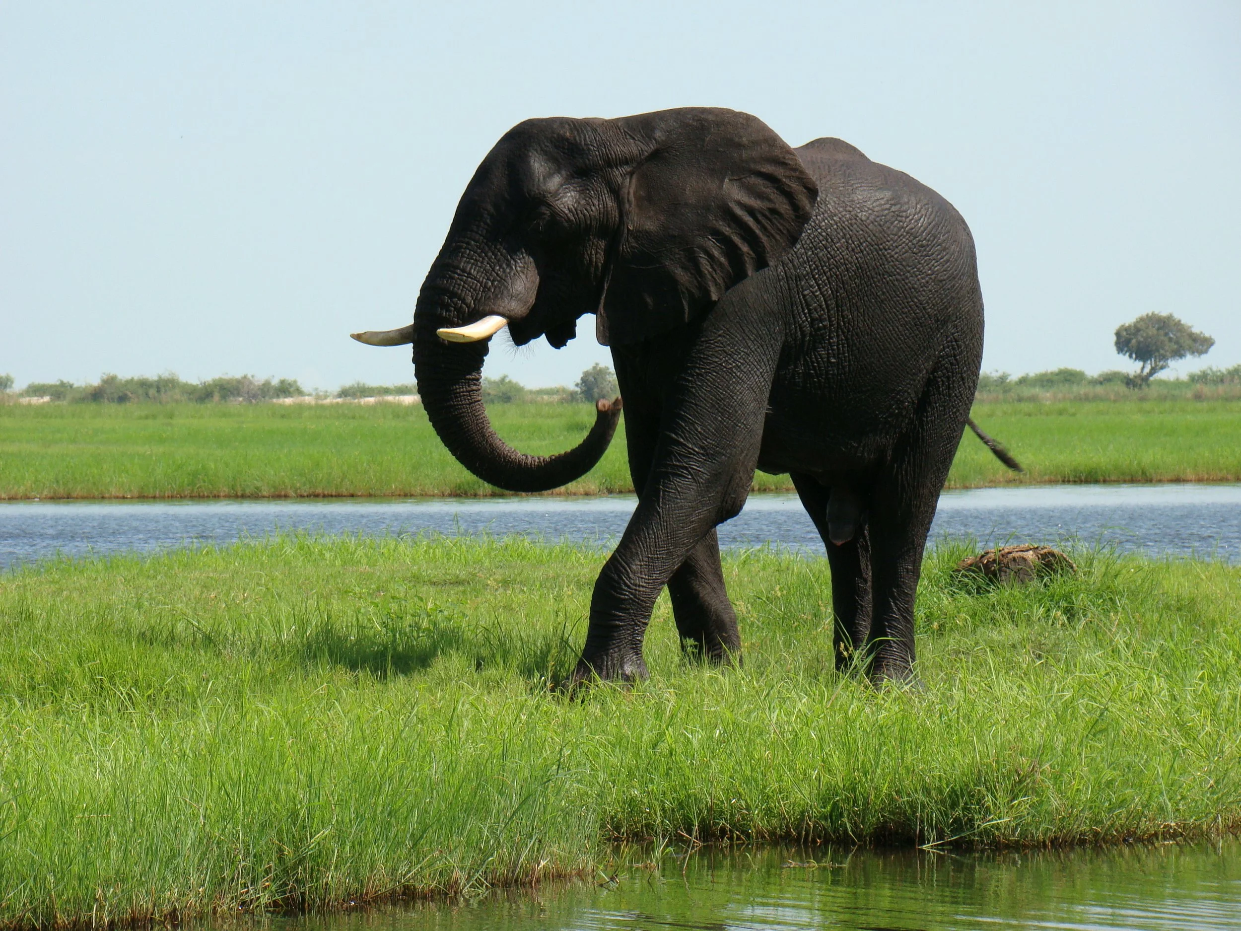 Clean from a river crossing, a large bull elephant walks along an island shore on the Chobe River.