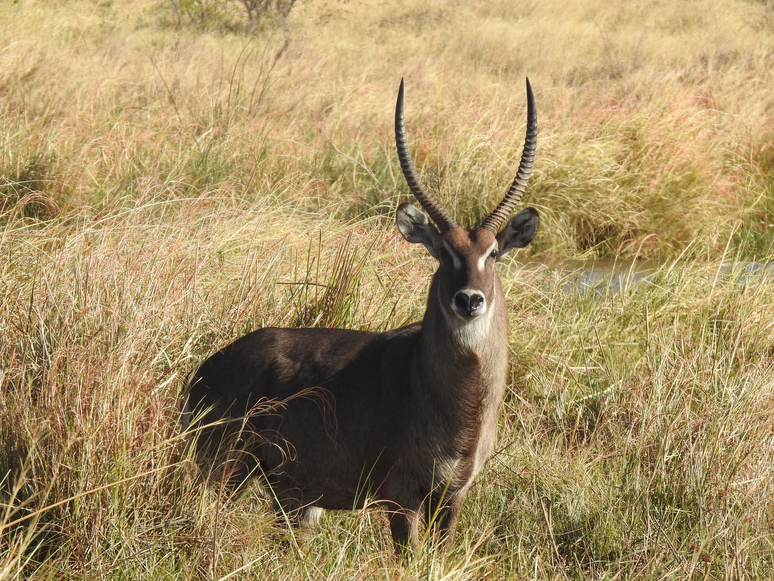Male waterbuck stands facing the camera in tall, golden savanna grass in the Okavango Delta.
