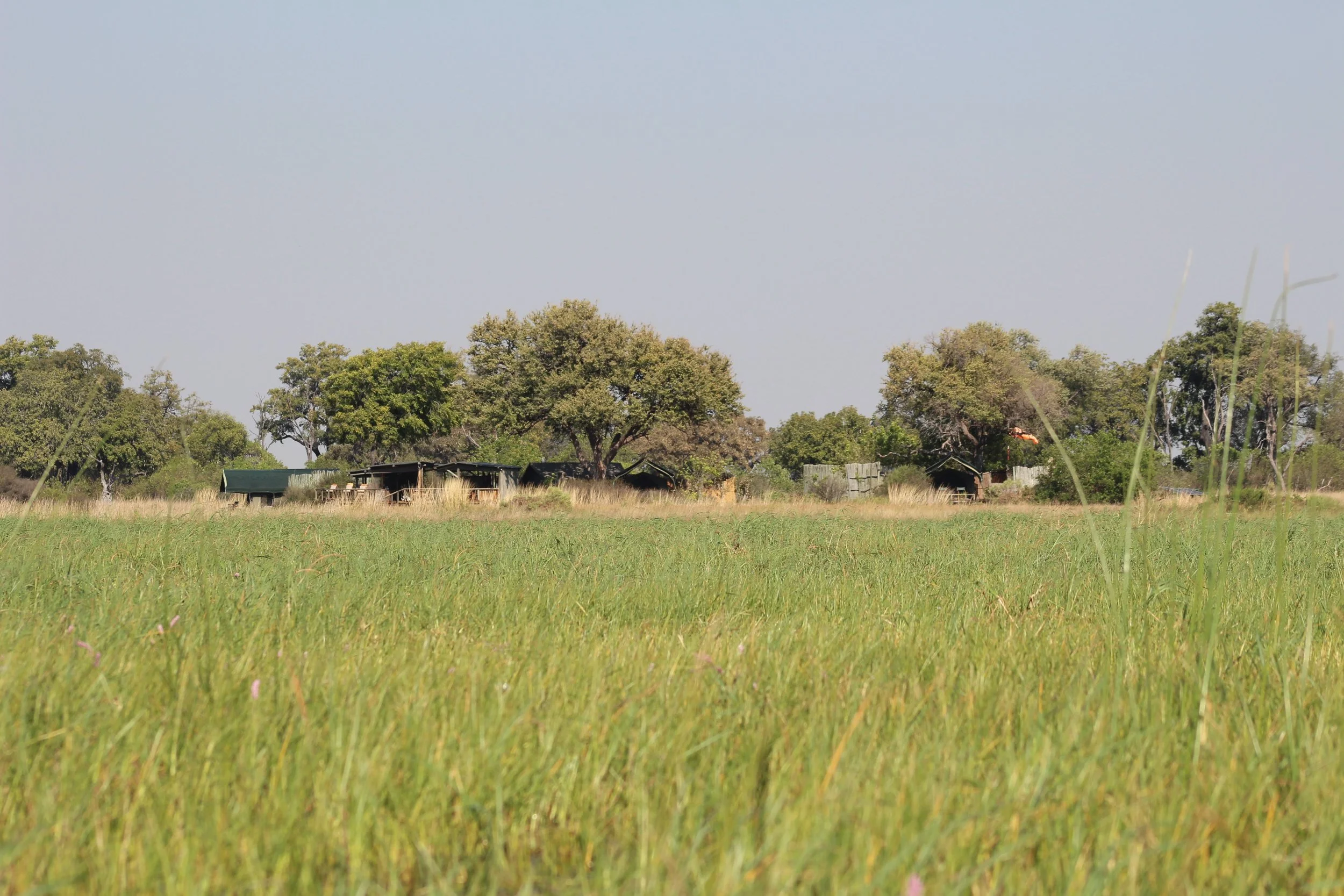 A green wetland marsh stretches out to a permanent safari camp tucked into the tree-line, under a clear blue sky in the Okavango Delta.