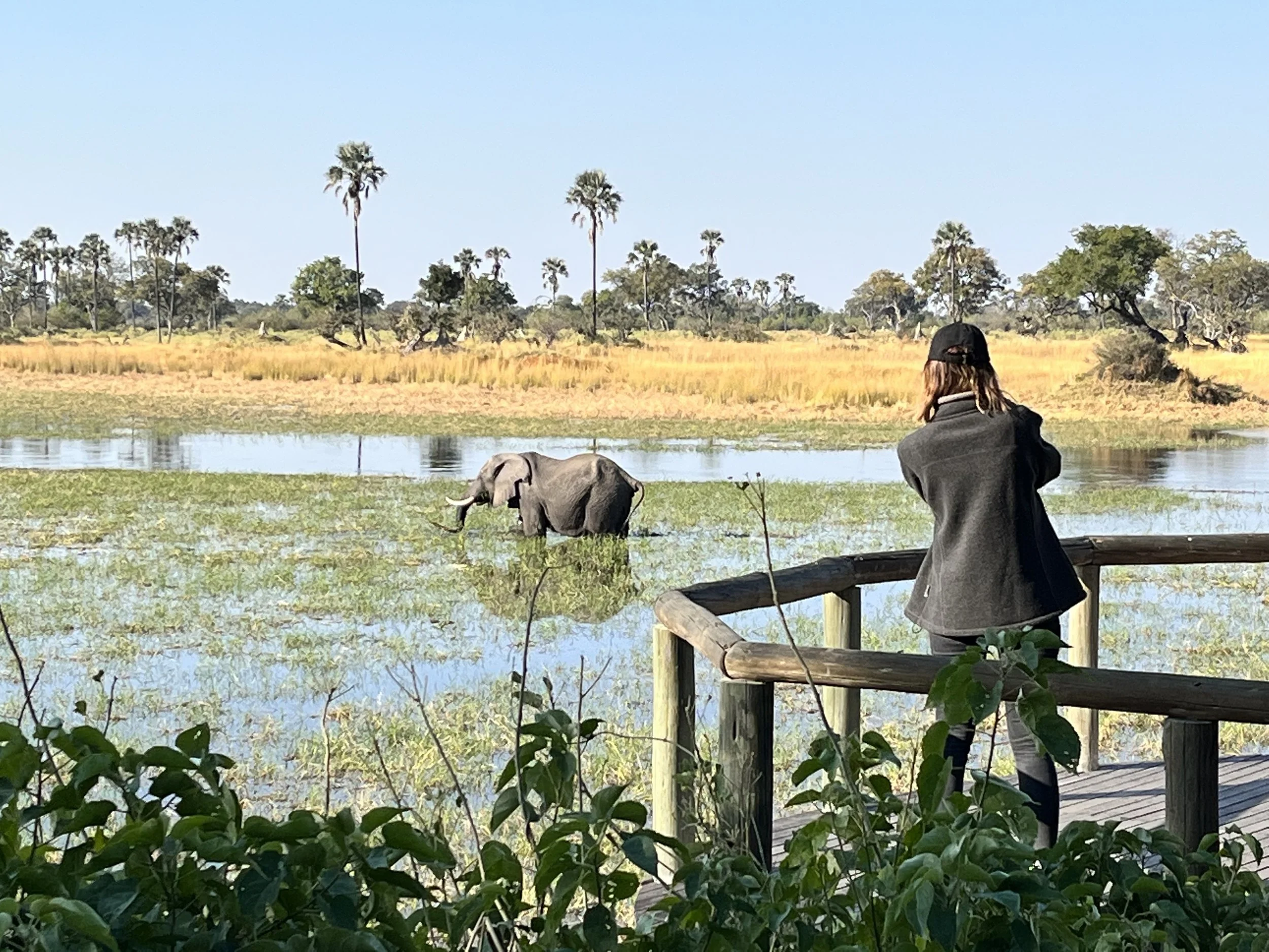A person stands on a wooden viewing platform looking out over the Okavango Delta at a large elephant wading in a wetland.