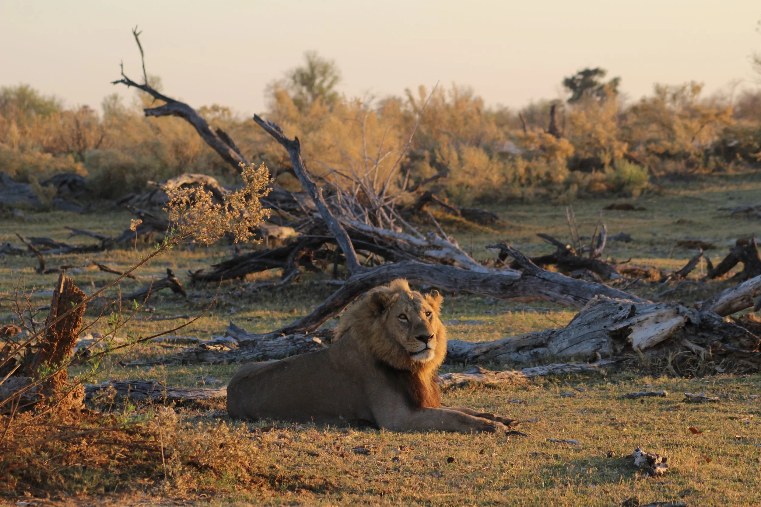 A male lion rests in a dry forest clearing in the Okavango Delta, illuminated by warm, golden hour sunlight.
