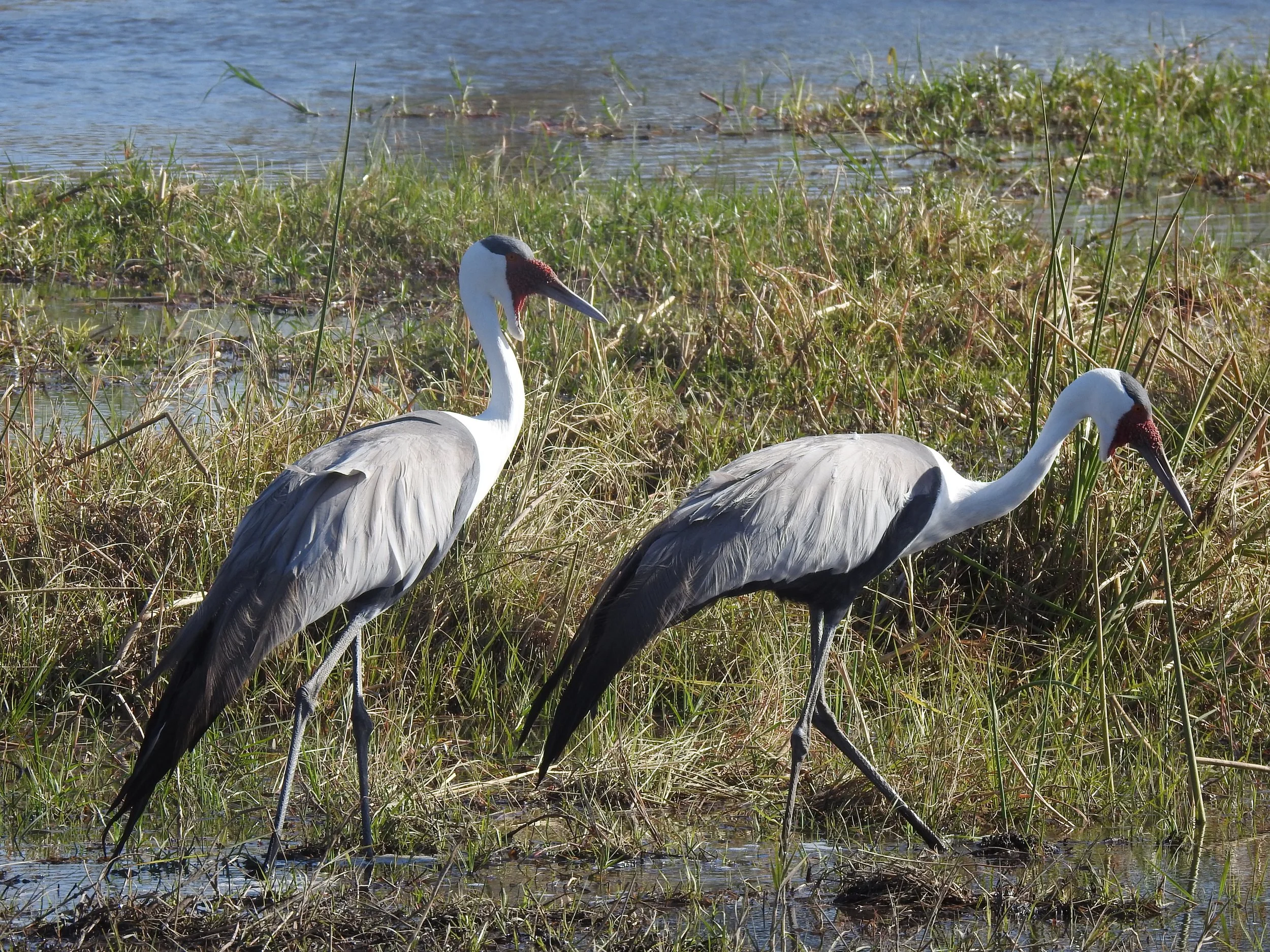 Two large wattled cranes walk together along a grassy riverbank in the Okavango Delta.