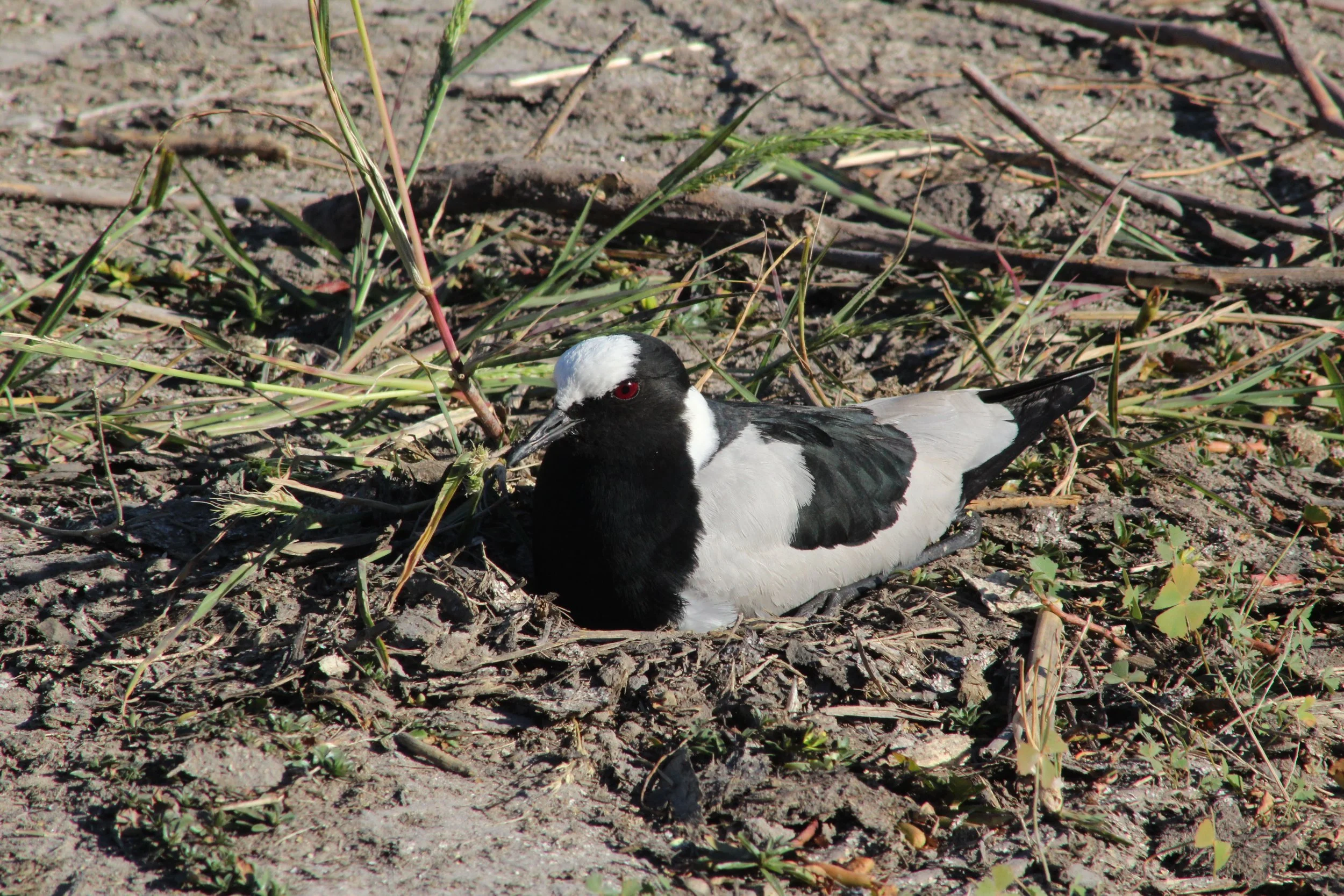 A blacksmith lapwing (plover) bird sits on its nest built on dry ground in the Okavango Delta.