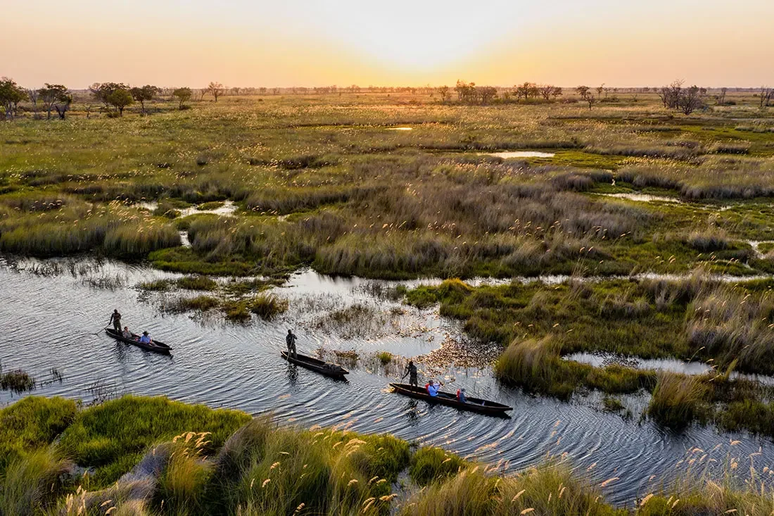 An aerial view of three traditional wooden mokoro canoes traveling down a narrow water channel in the lush Okavango Delta at sunset.