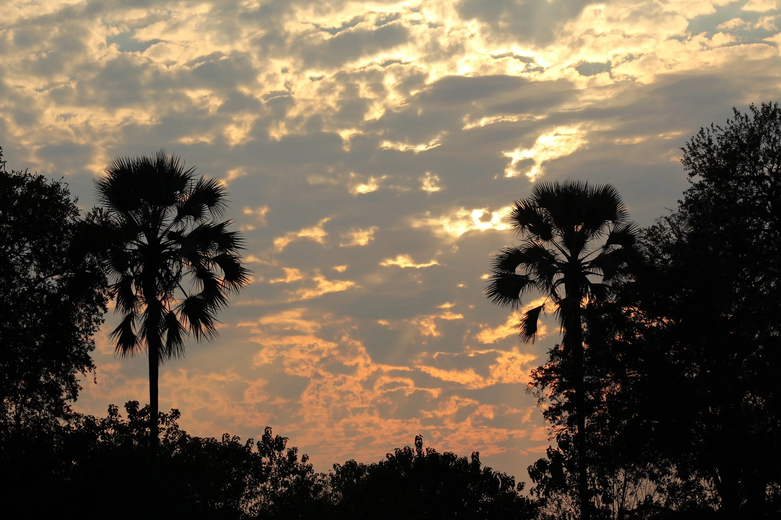 Palm trees stand silhouetted against a dramatic sunset filled with scattered clouds in the Okavango Delta.