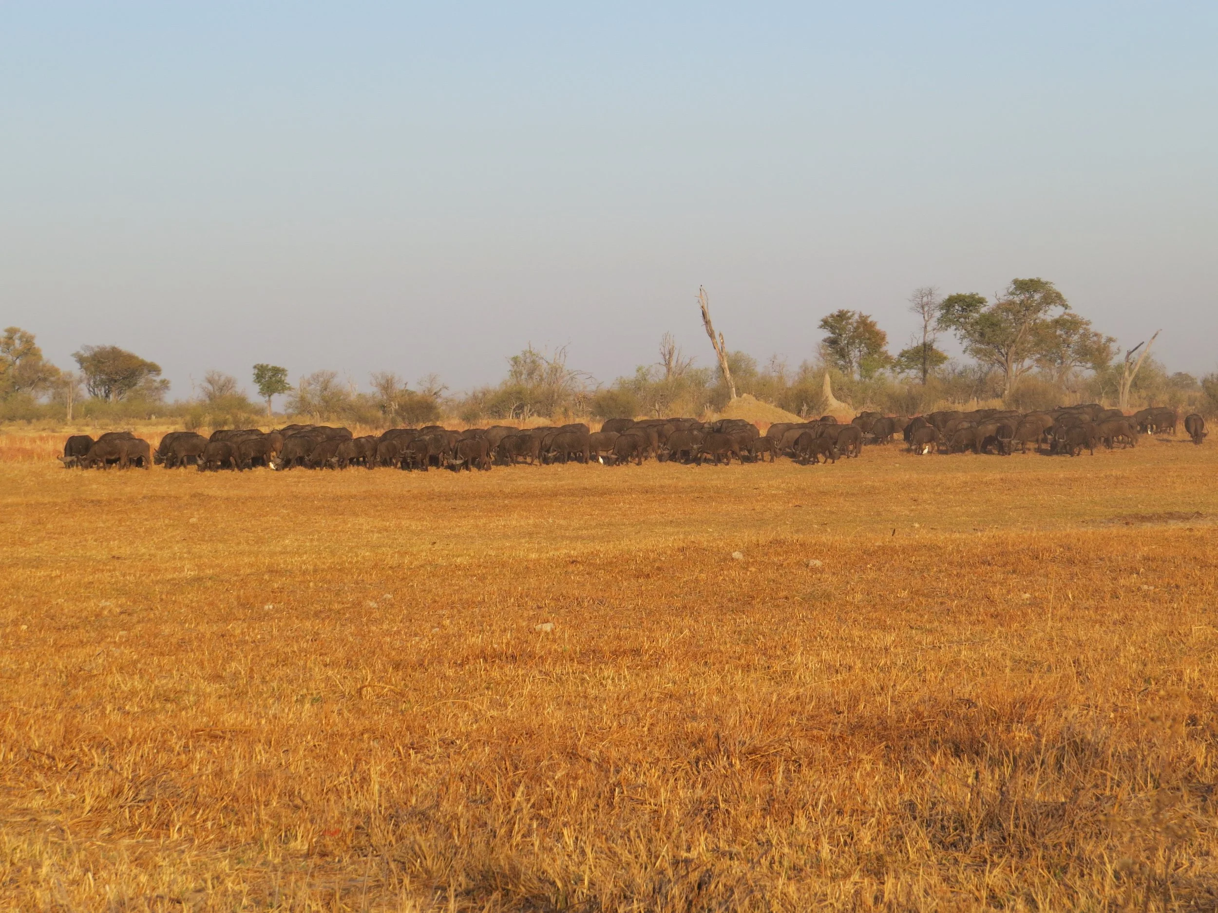 A large herd of Cape buffalo moves across a flat, golden plain toward the tree line in the Okavango Delta.