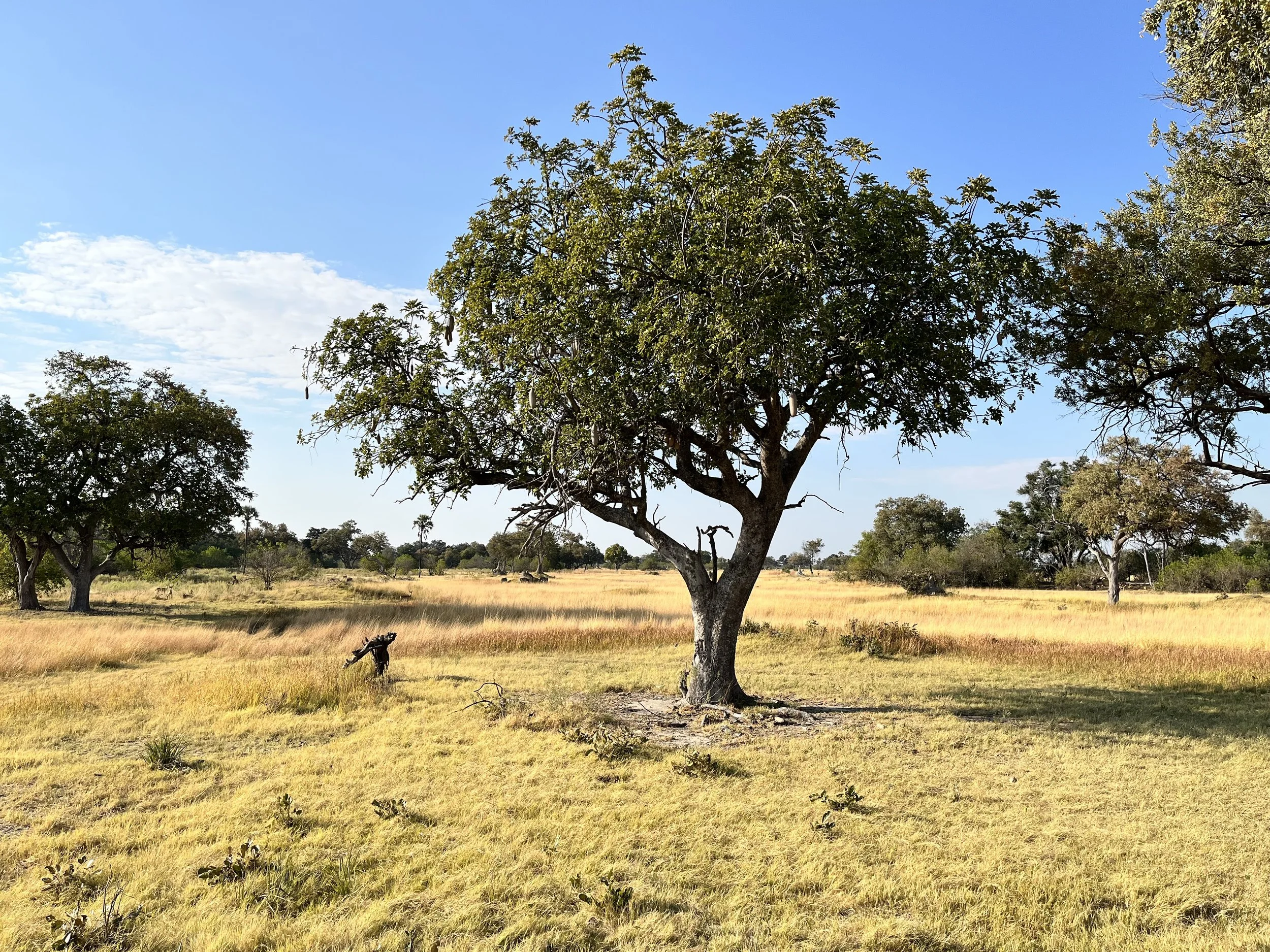 A single sausage tree stands in a wide, dry grassy plain under a clear blue sky in the Okavango Delta.