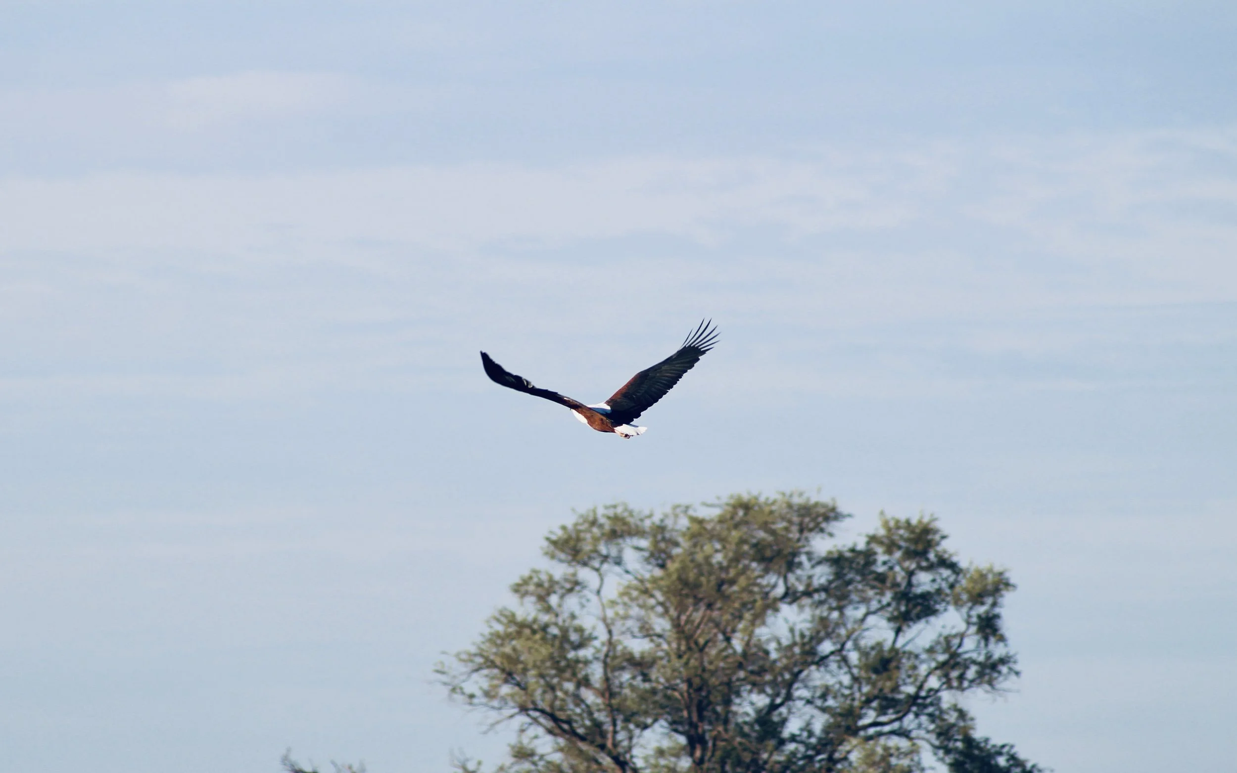 An African fish eagle flies high in a clear blue sky over distant green trees in the Okavango Delta.