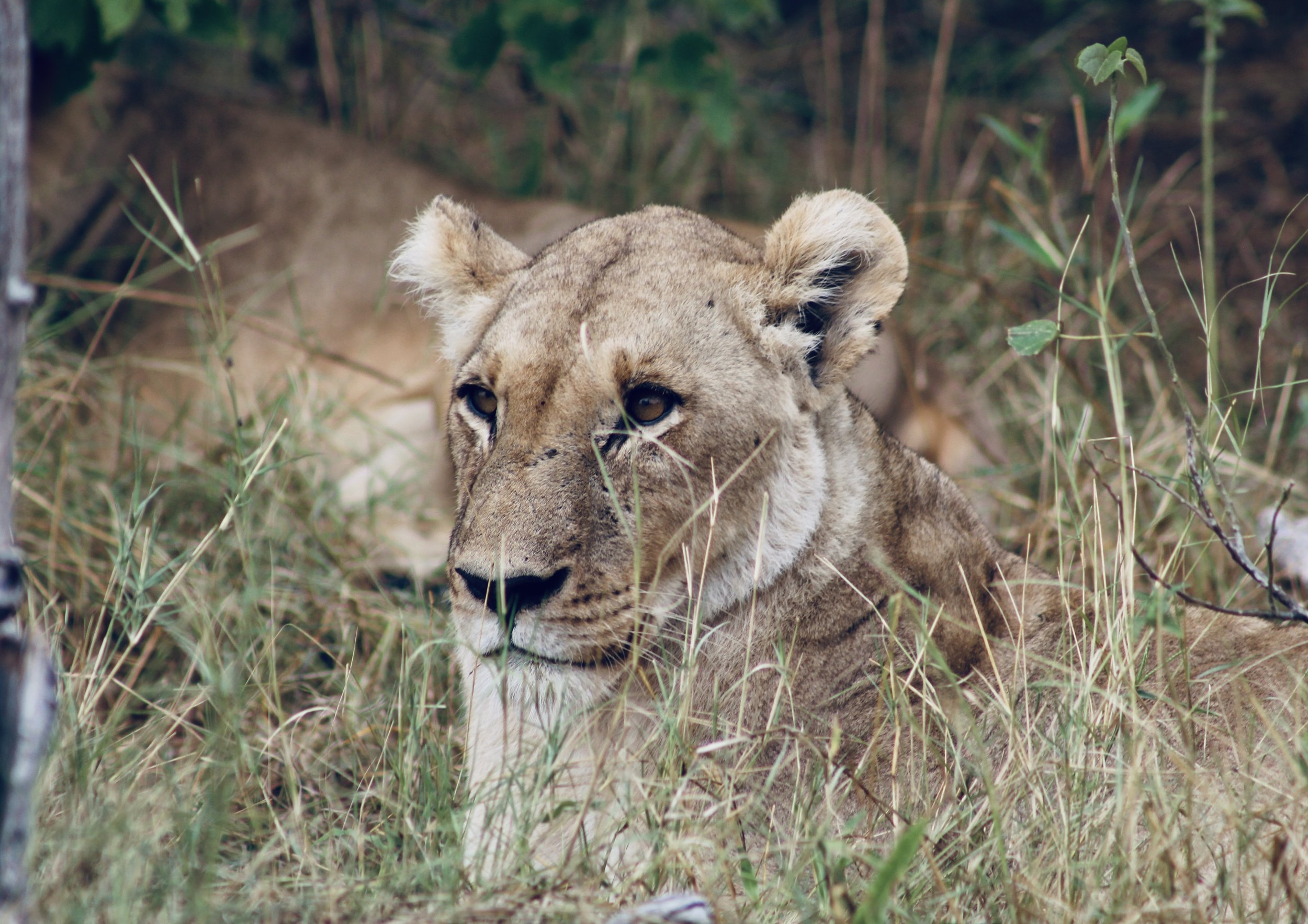 A lioness rests in short grass in the Okavango Delta, Botswana.