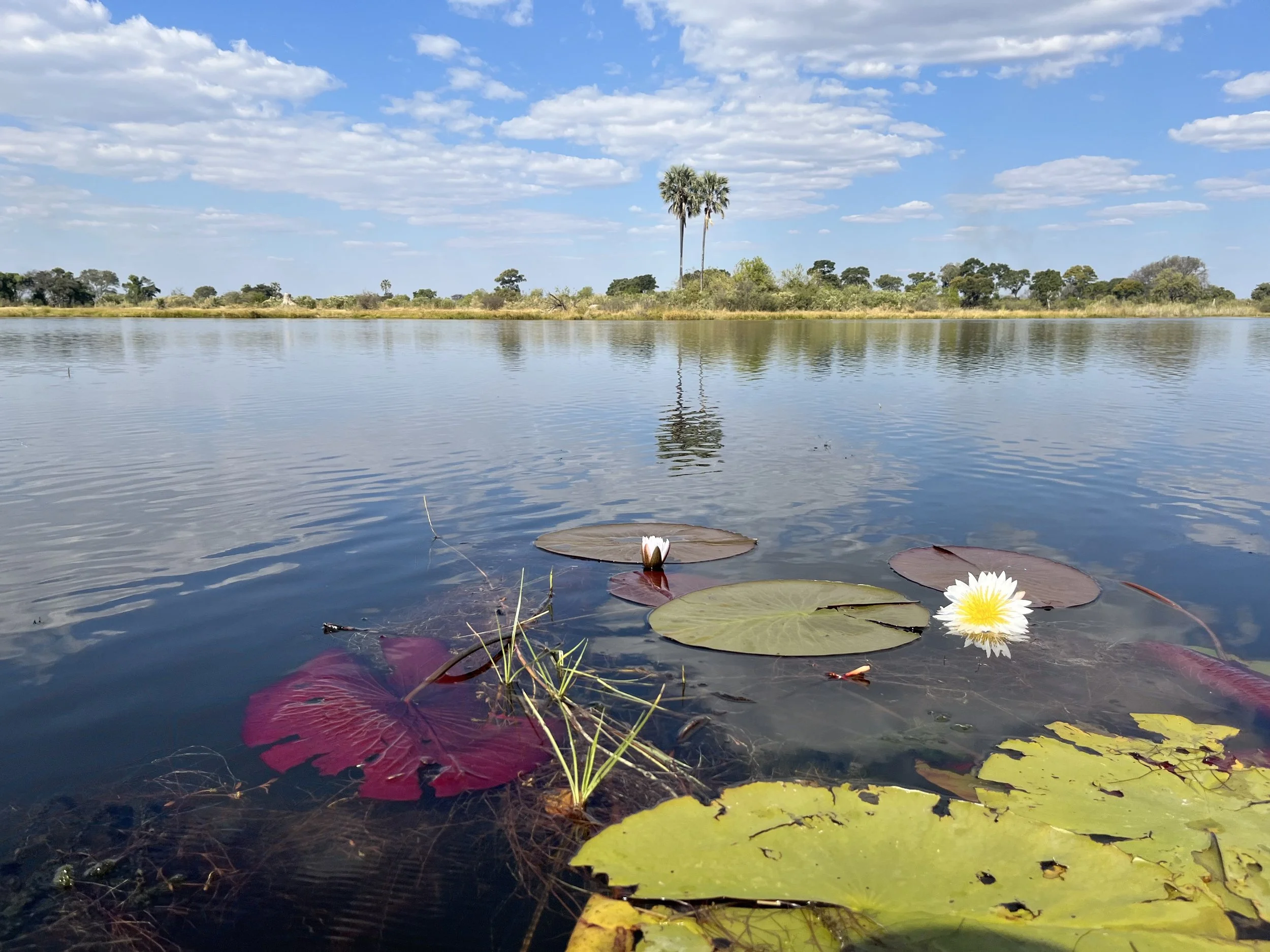 Lagoon in the Okavango Delta with mokolwane palms, water lilies, and blue sky reflecting off the water