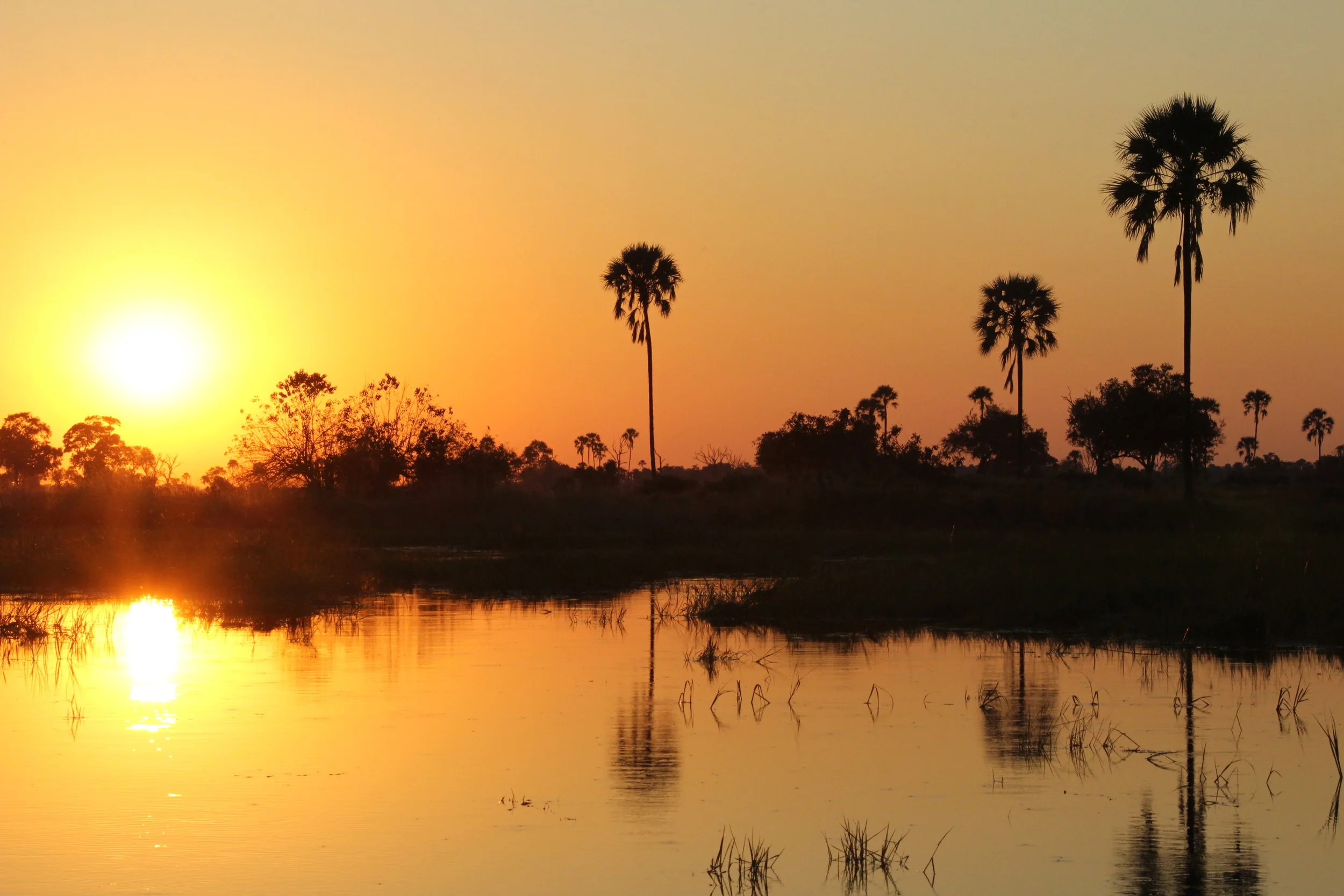 Mokolwane palms and a setting sun reflecting on a lagoon during golden hour in the Okavango Delta