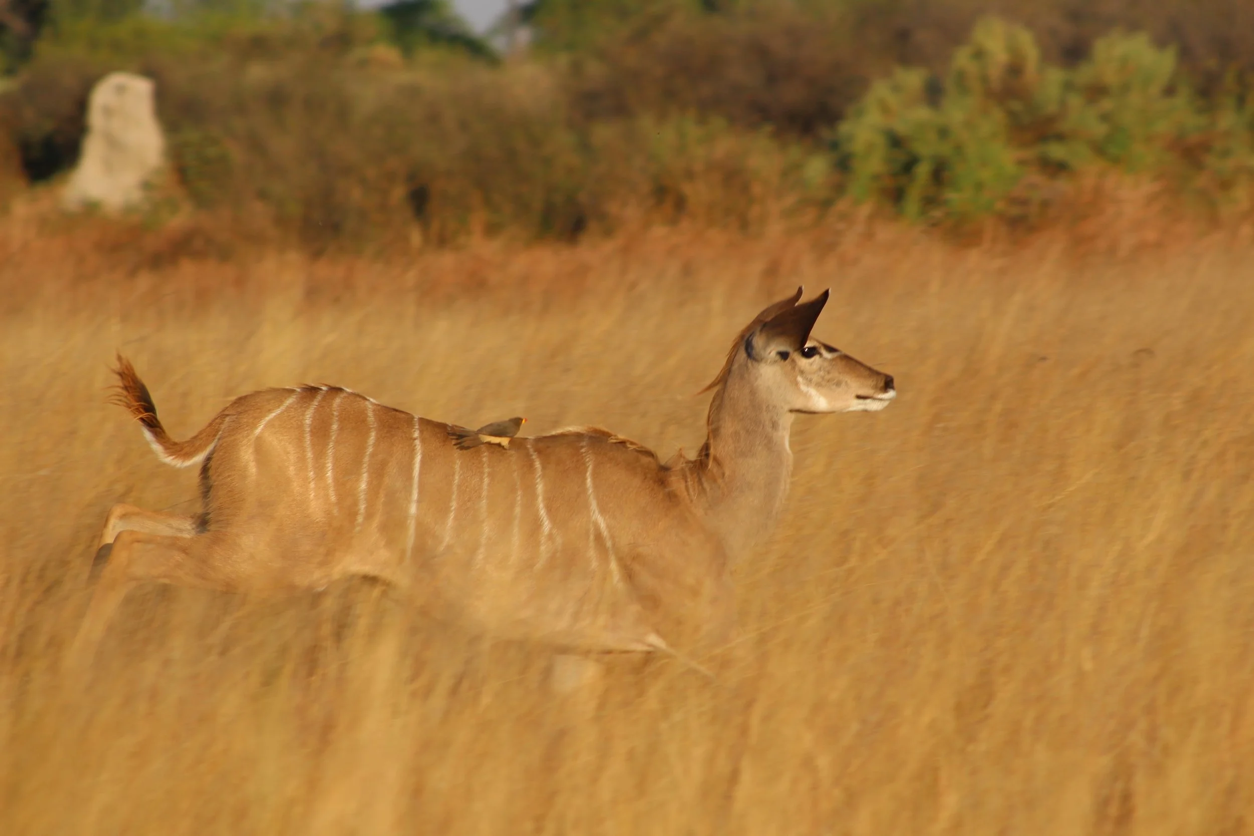 Female kudu runs across a dry, sandy savanna clearing in the Okavango Delta.