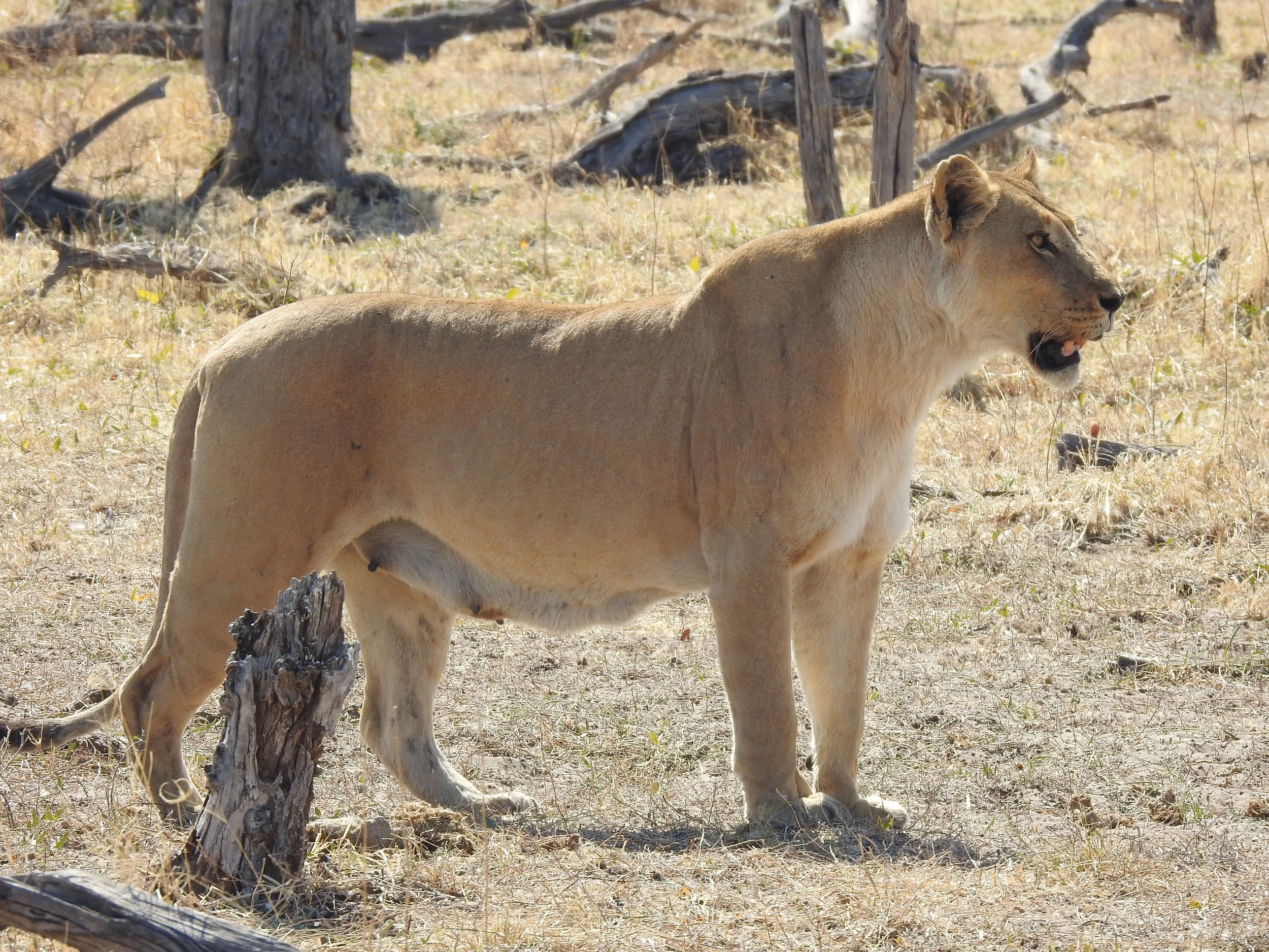 A lactating lioness stands in a dry open area in the Okavango Delta.