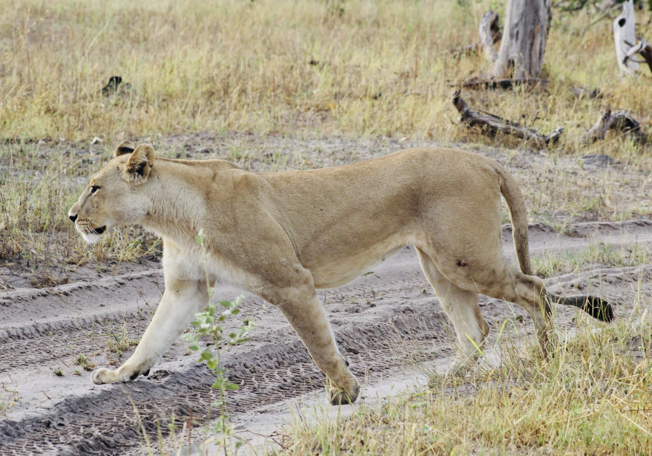 A lioness walks carefully across a dry, sandy savanna track in the Okavango Delta.