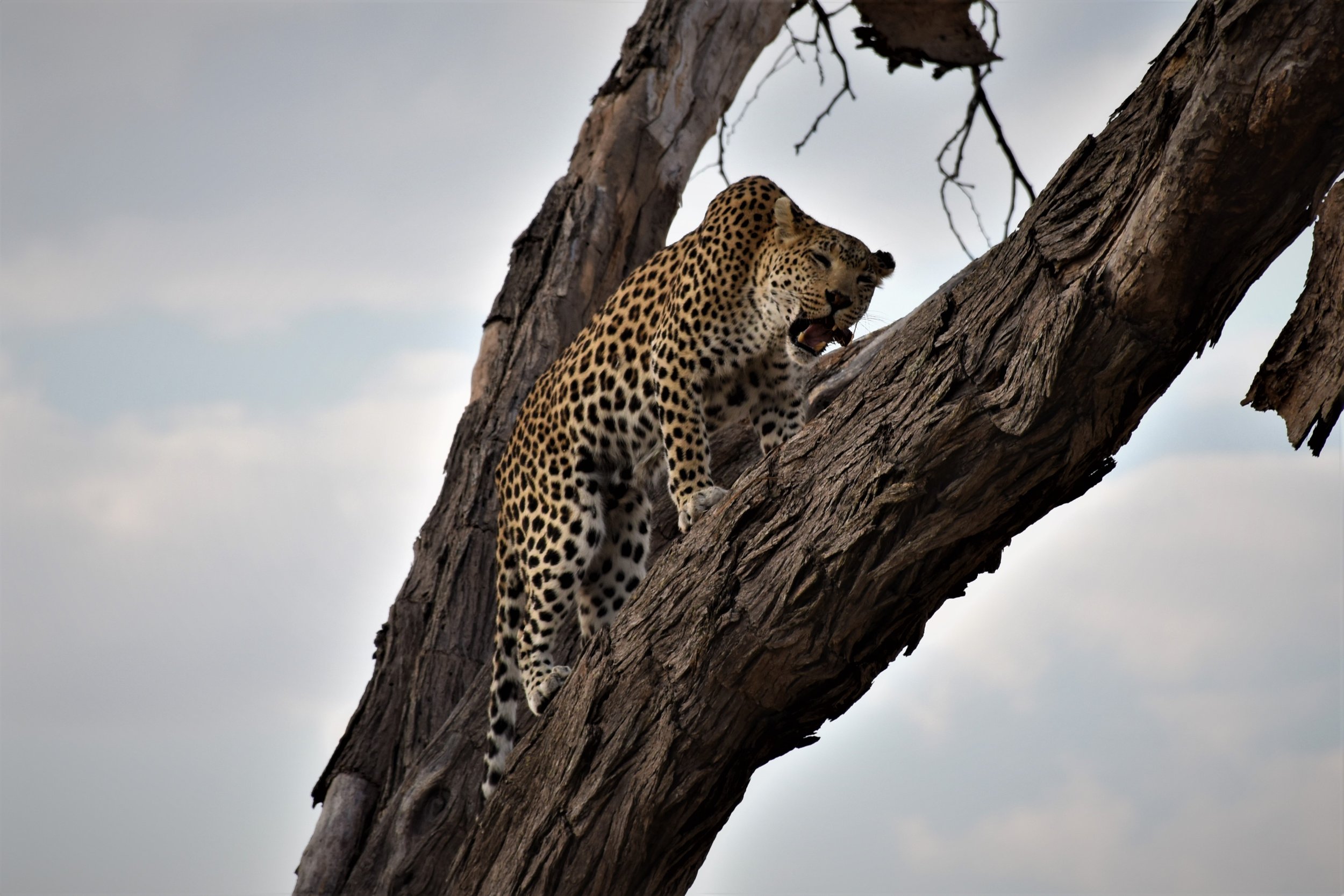 A leopard calls whilst up in the fork of a dead tree in the Khwai area of Botswana.