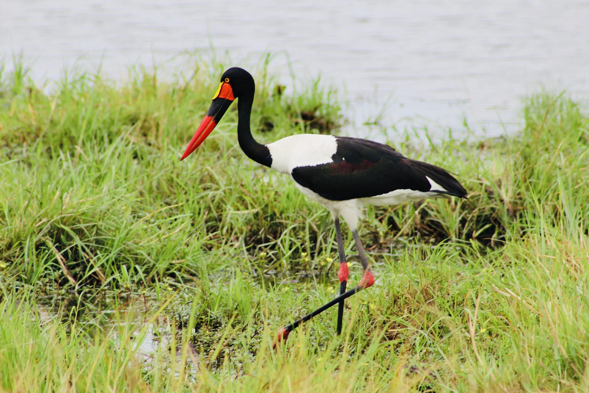 A saddle-billed stork stands in a lush green marshland in the Okavango Delta.