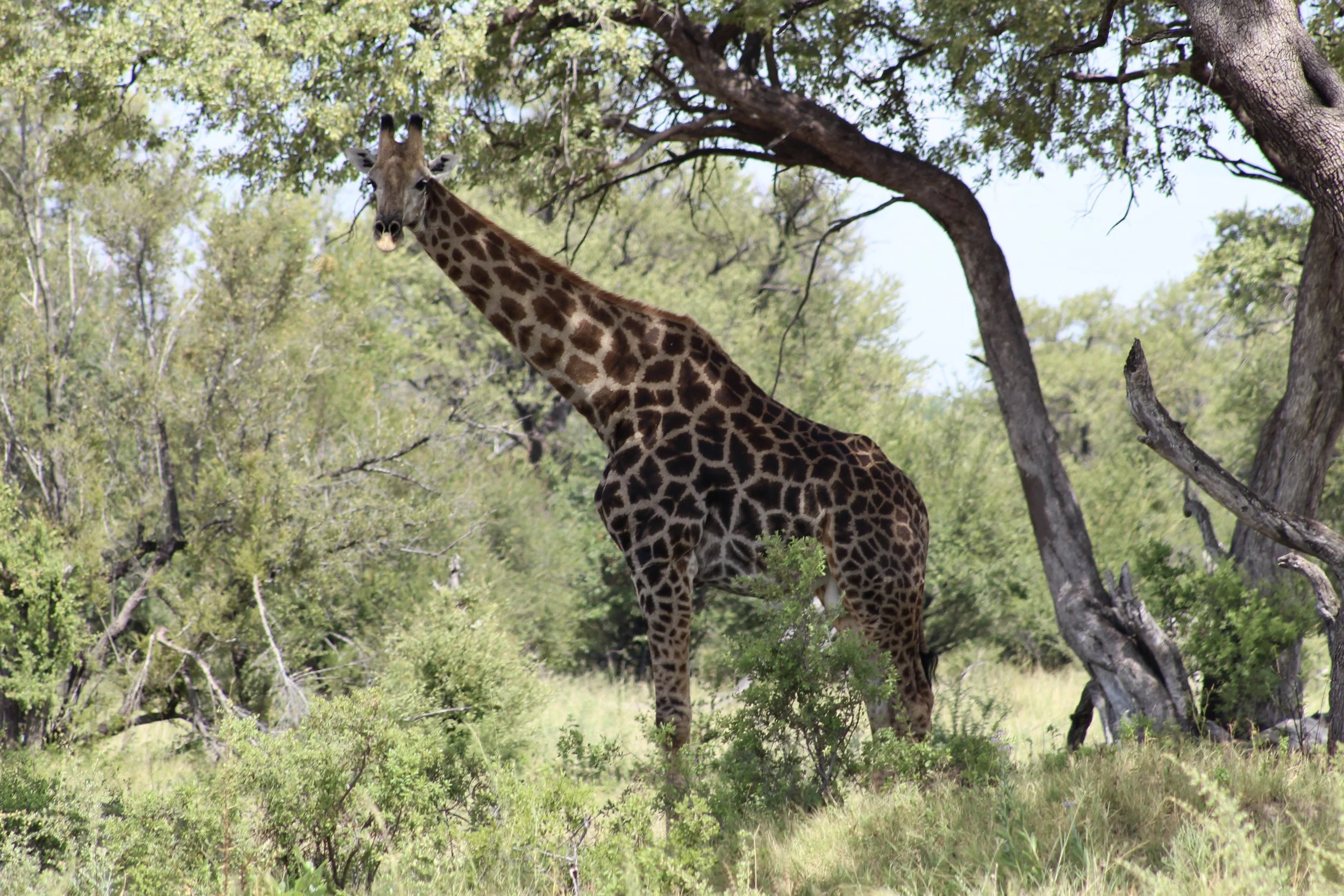 A male giraffe standing under a leadwood tree in the Okavango Delta.
