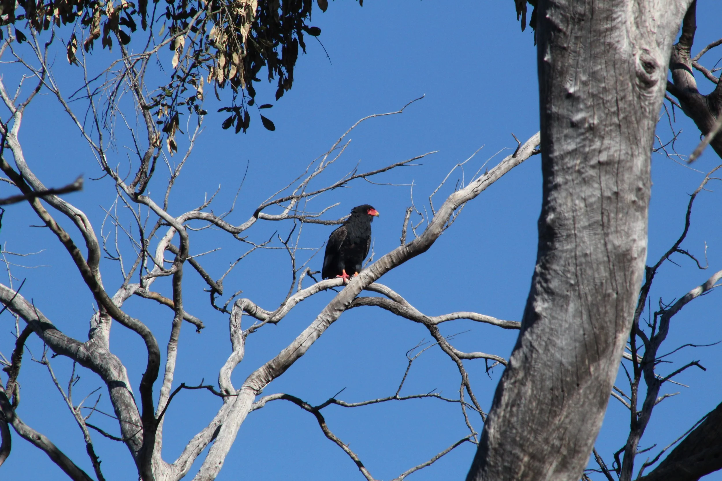 A short-tailed (Bateleur) eagle sits perched on a bare branch of a large tree under a bright sky in the Okavango Delta.