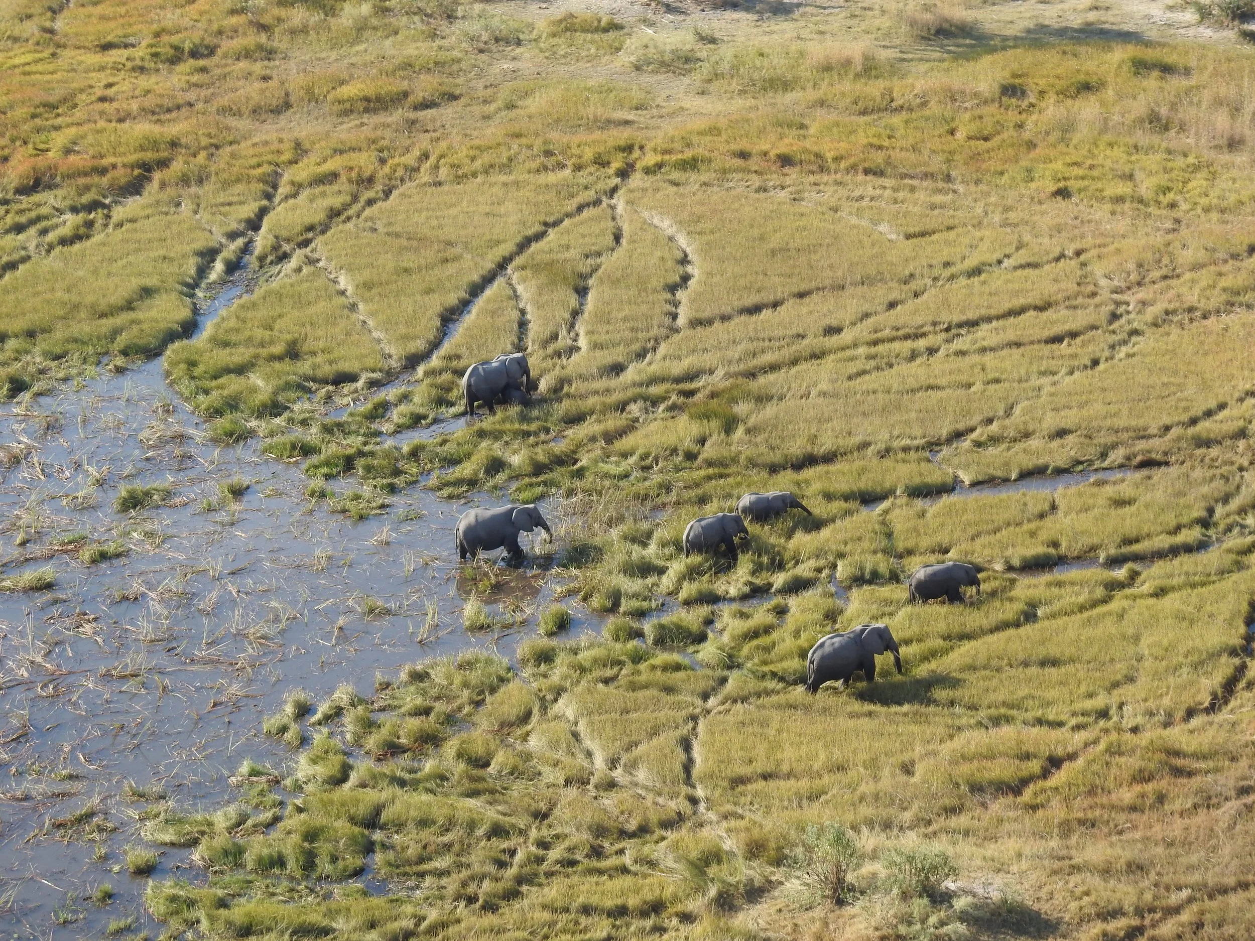 A herd of elephants moves across a grassy flood plain in the Okavango Delta as seen from a helicopter