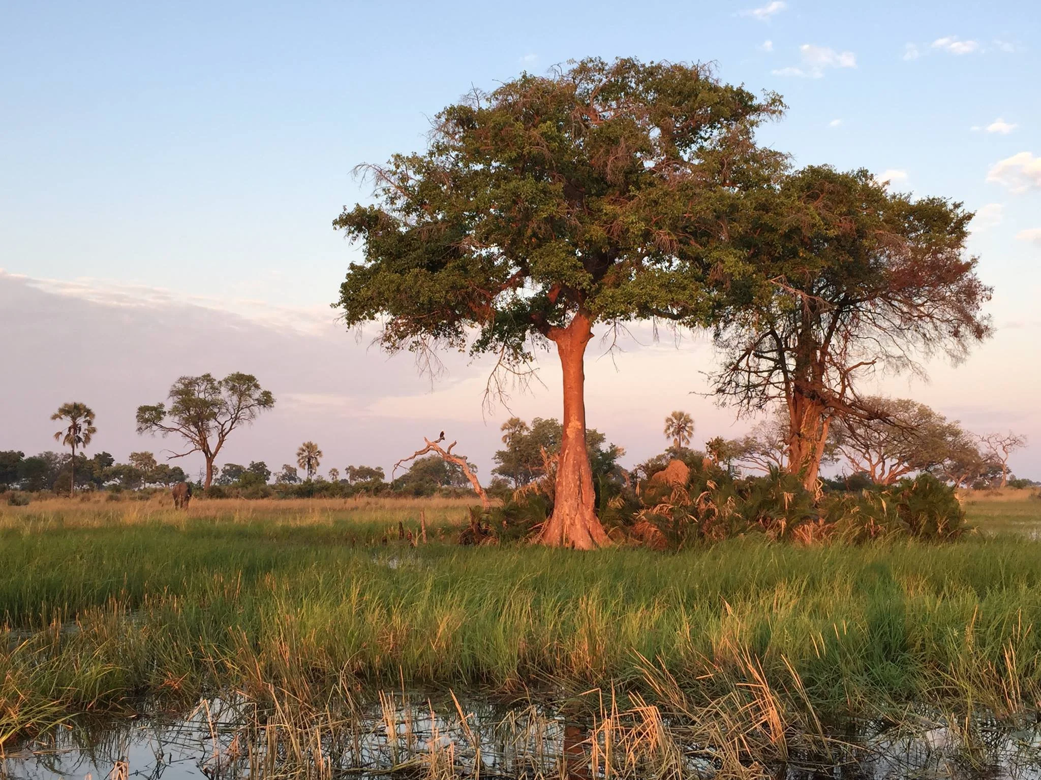 A fig tree stands in a green marsh under a soft sunset sky in the Okavango Delta.
