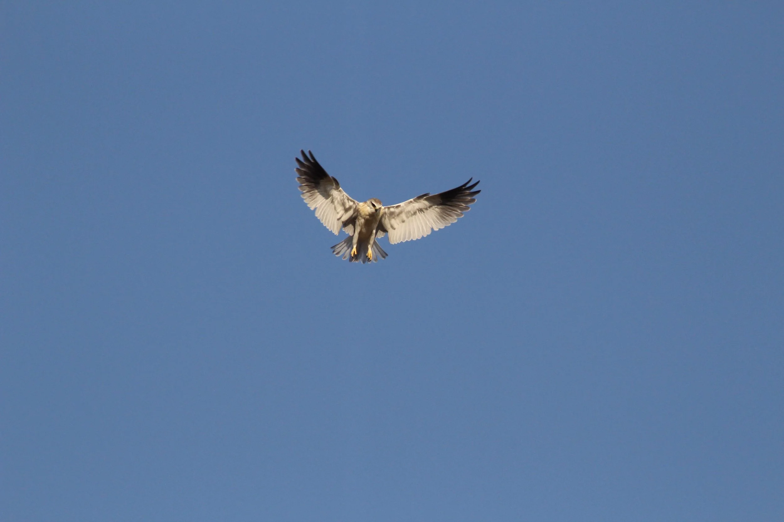 A pallid harrier (Circus macrourus) with open wings flies horizontally against a solid blue sky in the Okavango Delta.