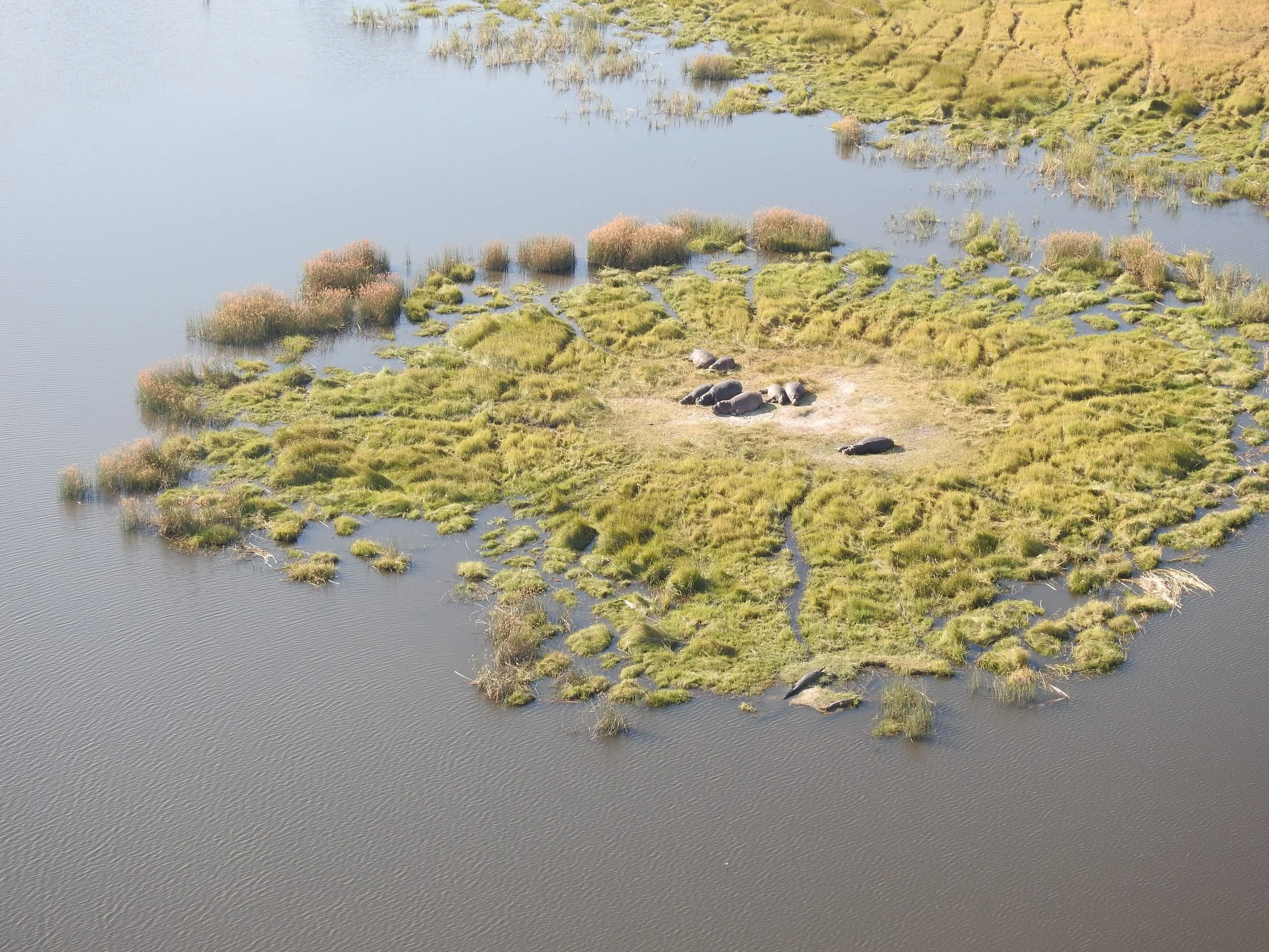 Aerial view of a tiny island with eight hippos surrounded by deep blue water channels in the Okavango Delta.