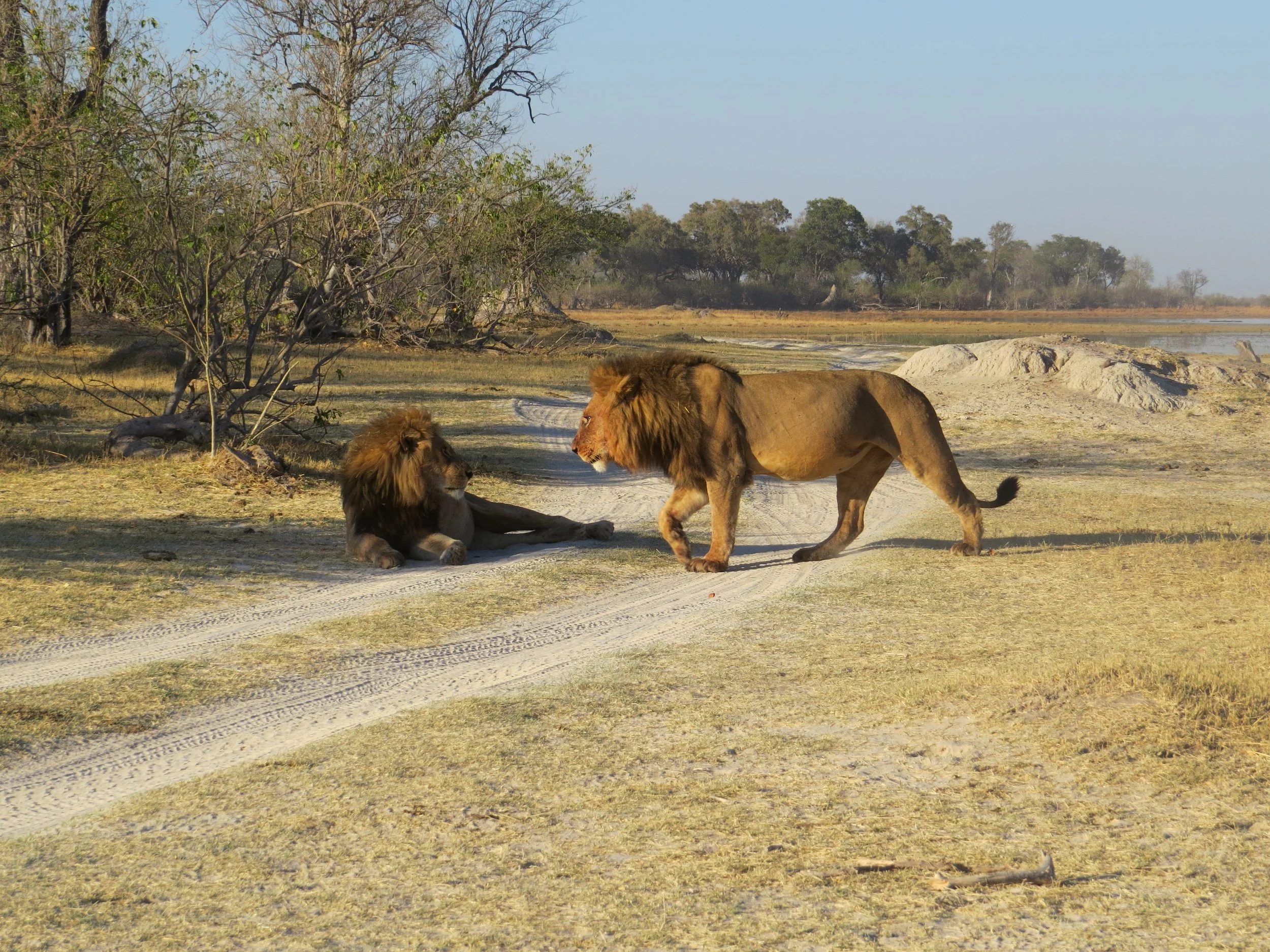 Two male lions walk along a dusty dirt track in a dry, open savanna landscape in the Okavango Delta.