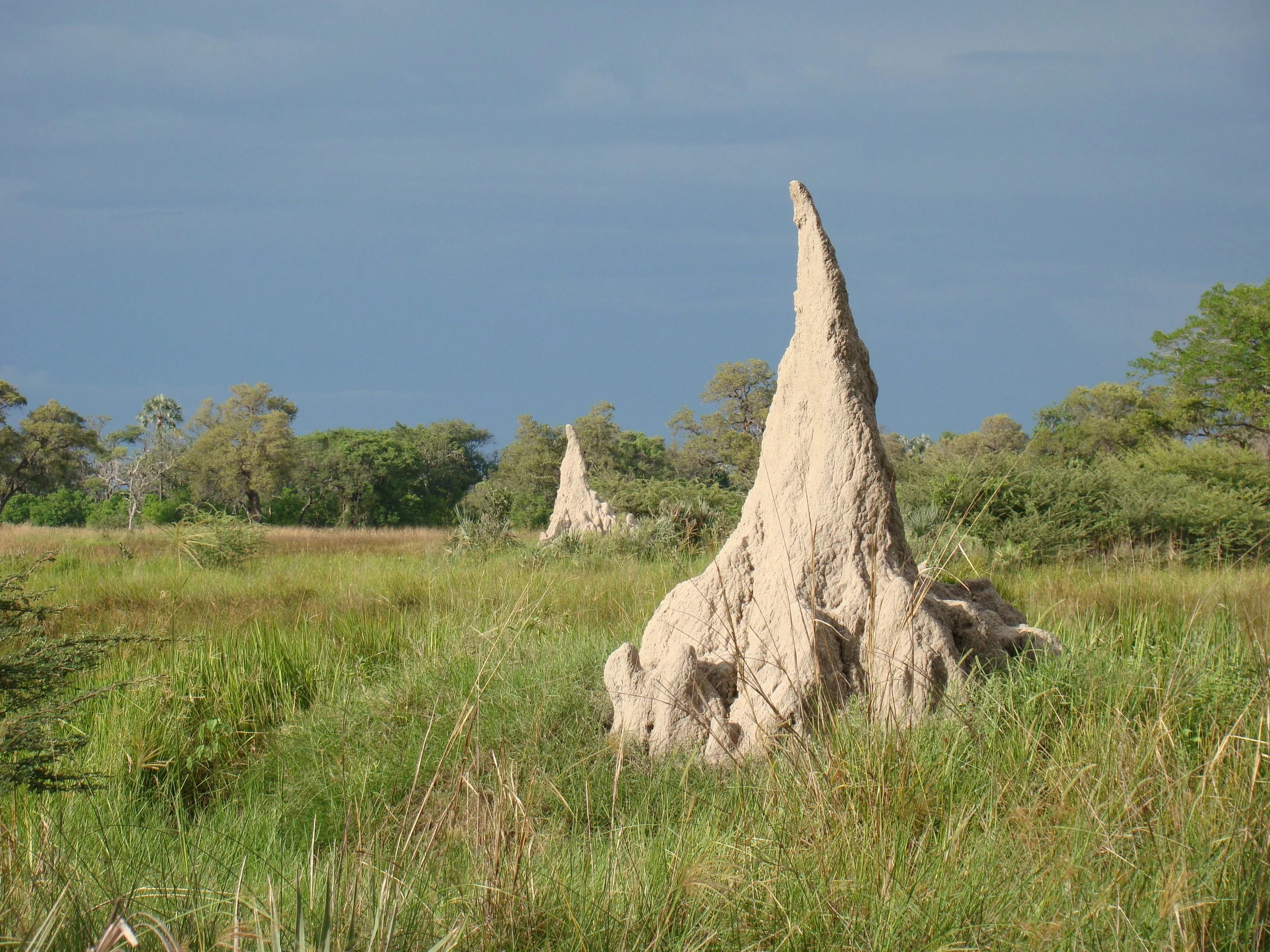 A massive, tall pointed termite mound stands in a green field under a dark sky in the Okavango Delta.