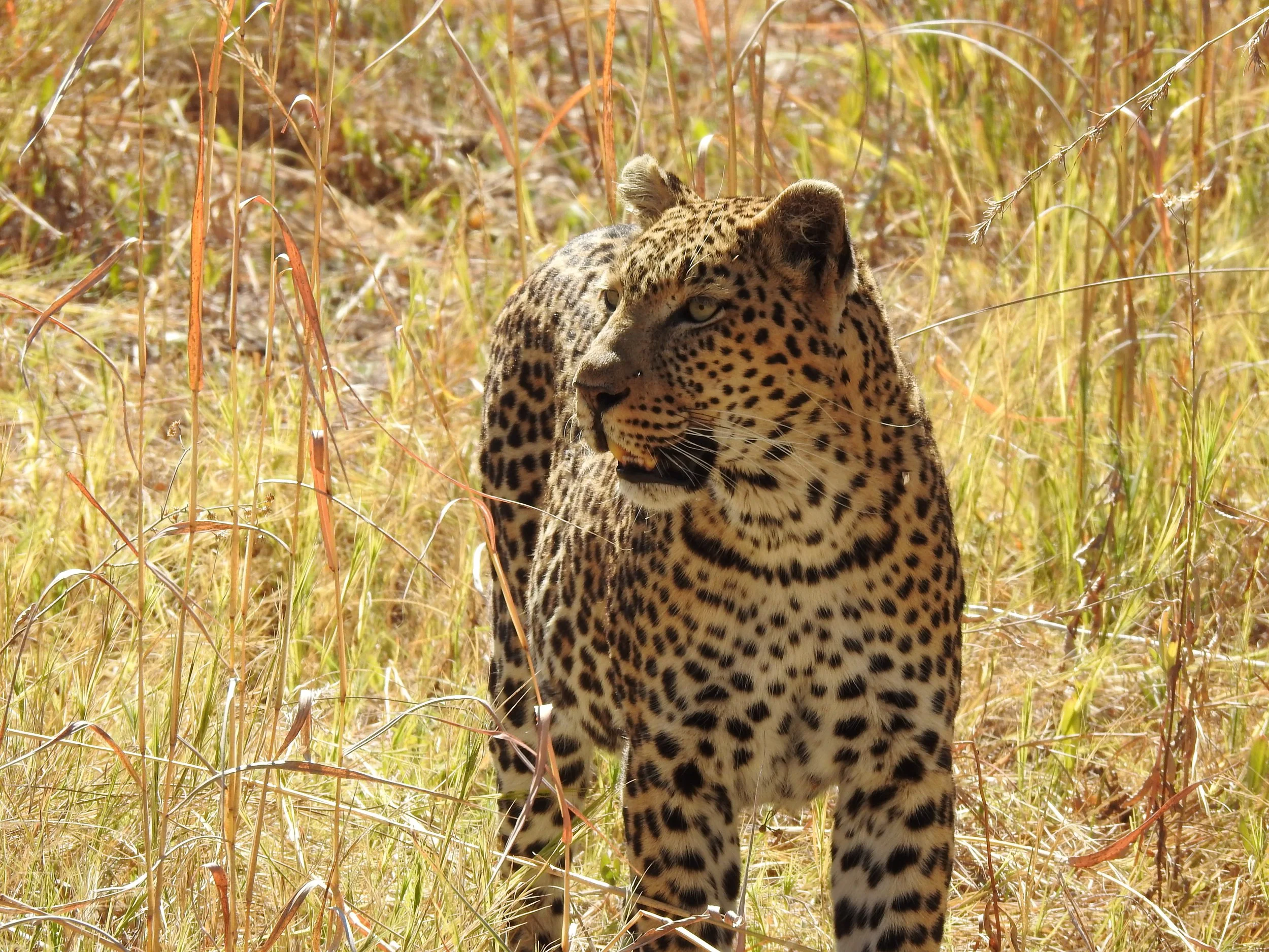 A leopard stands alert in a field of tall, golden grass in the Okavango Delta.