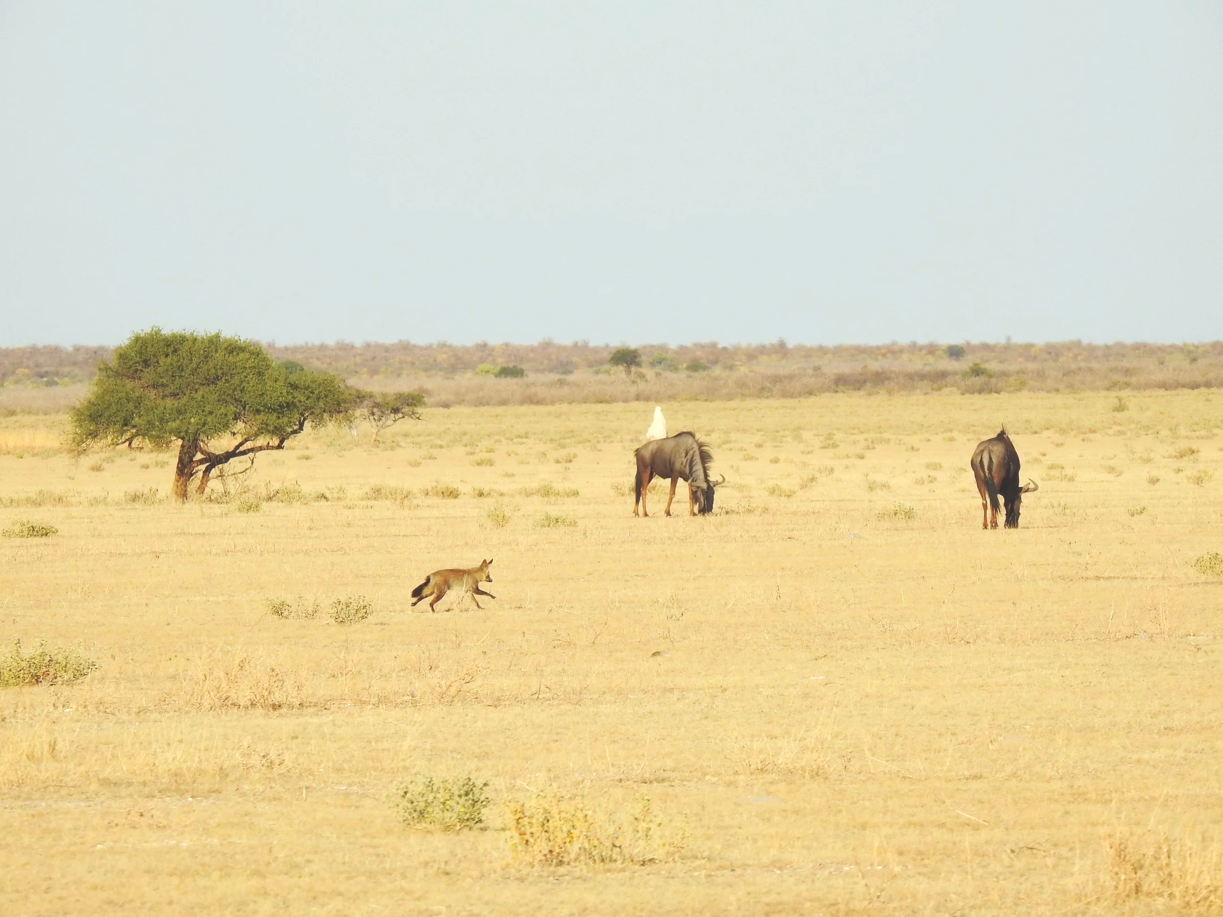 A bat-eared fox runs across the dry Kalahari Desert sand with two blue wildebeest in the background