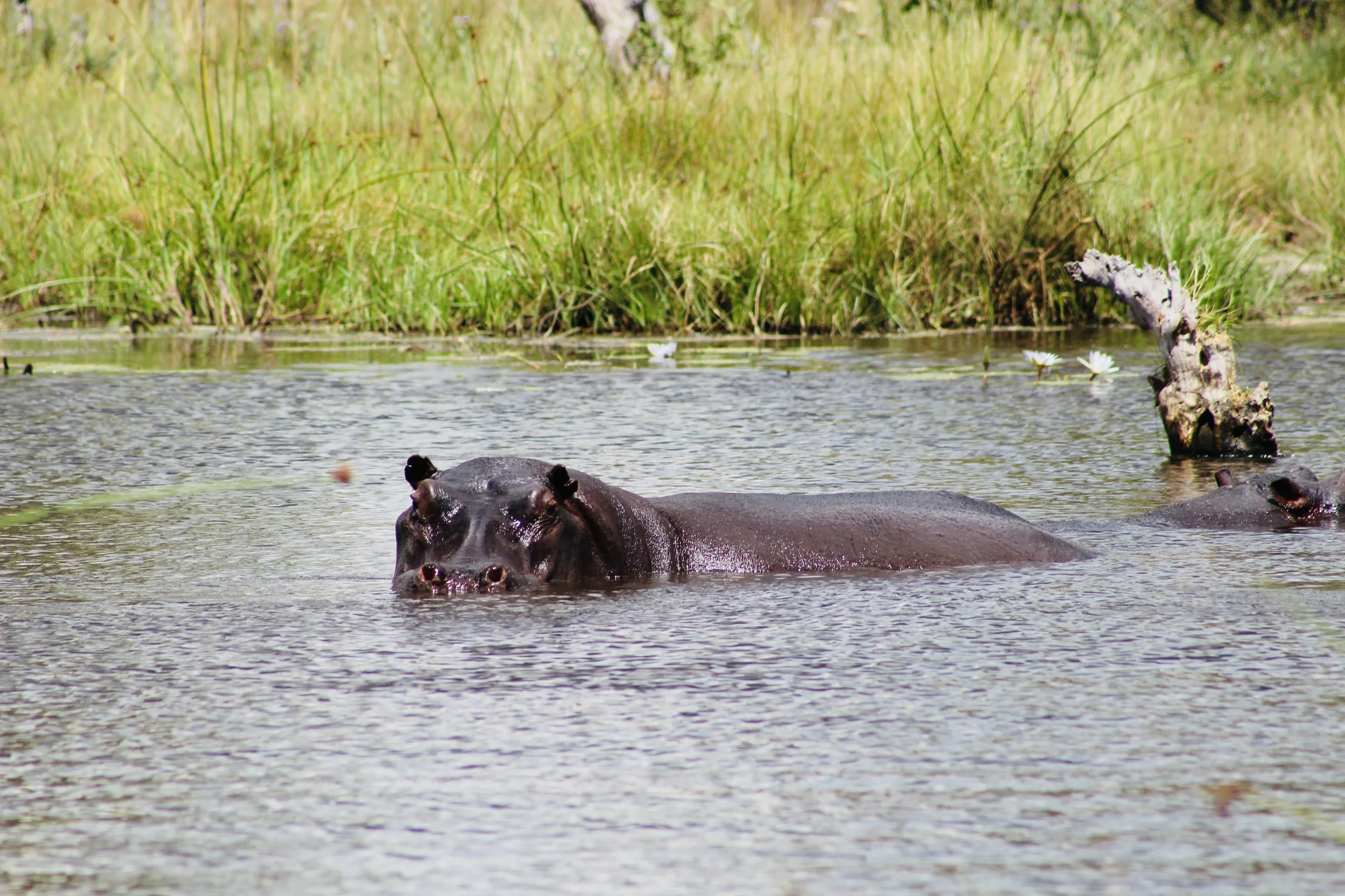 A single hippopotamus swims in an open water channel surrounded by green reeds in the Okavango Delta.