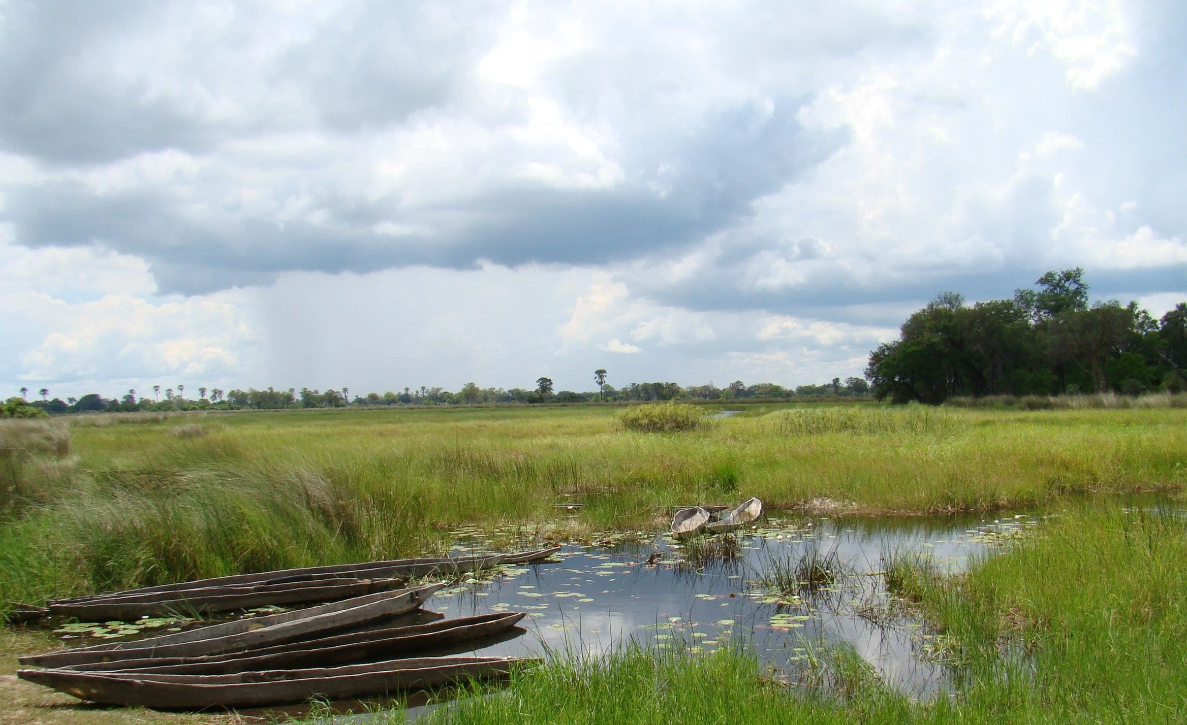 Traditional wooden mokoro boats sit on the edge of a wide, green floodplain under a cloudy sky in the Okavango Delta.