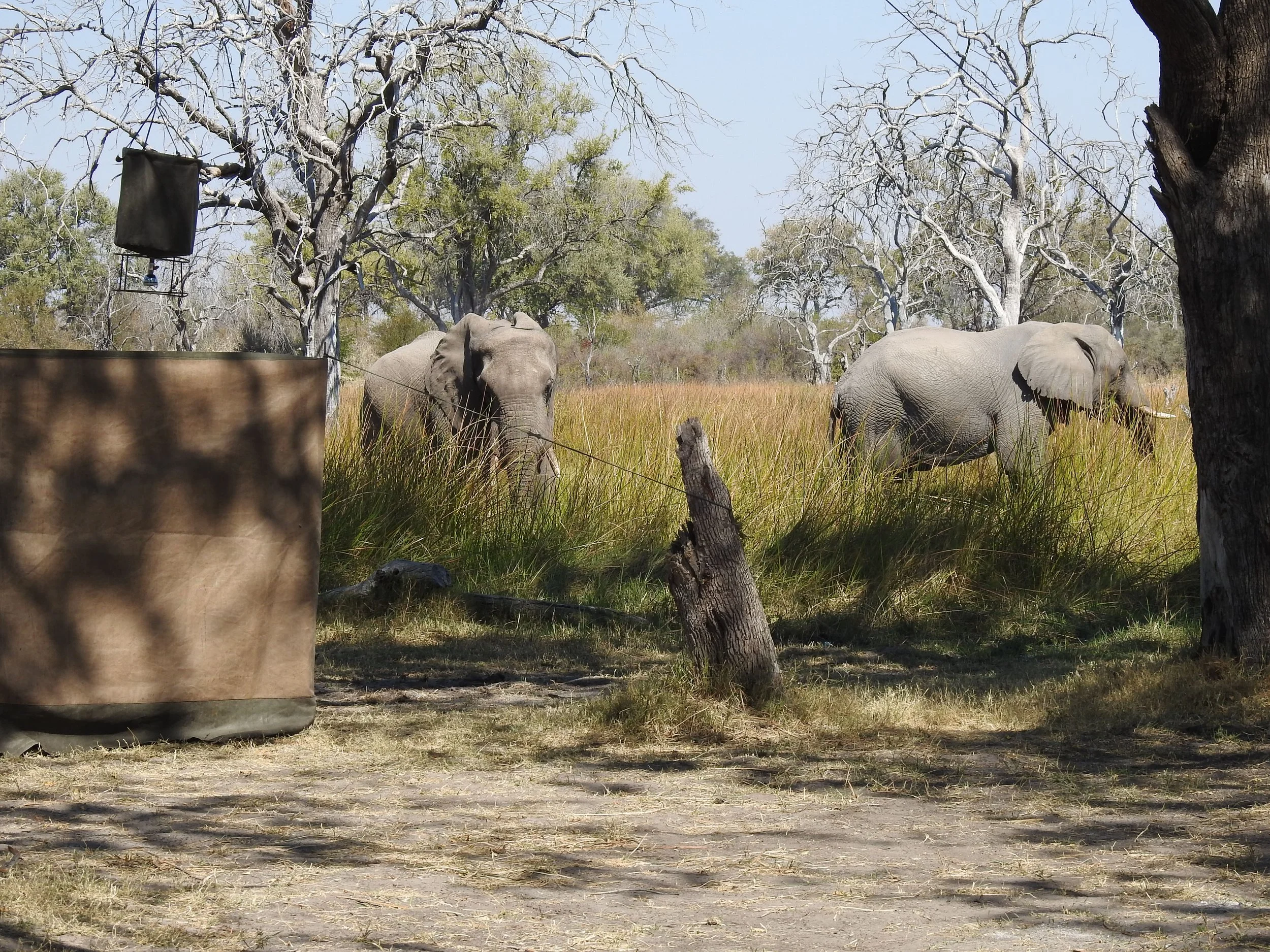 A bucket shower at a mobile safari camp in the Okavango Delta with two elephants in the background.