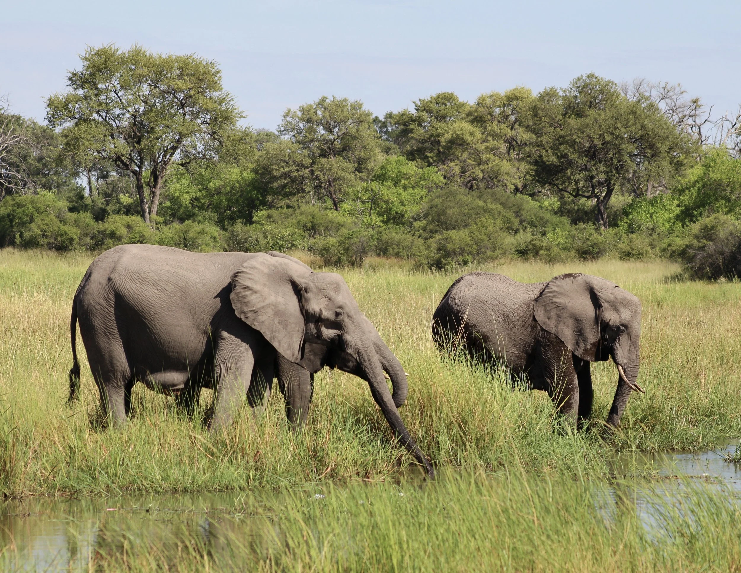 Three elephants drinking from the Khwai River, Okavango Delta.