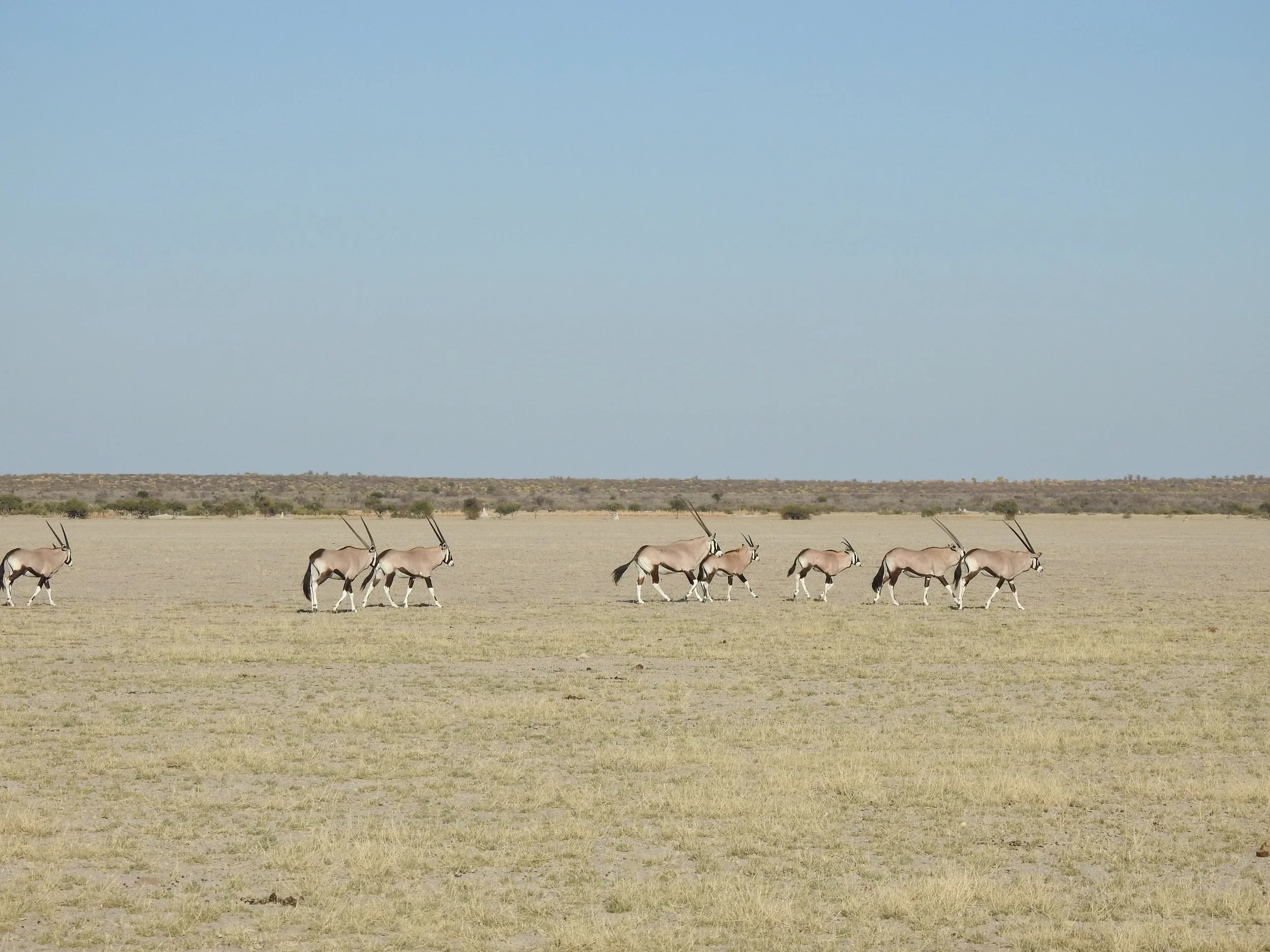 A herd of gemsbok (oryx) moves across a dusty grassland in the Kalahari Desert of Botswana