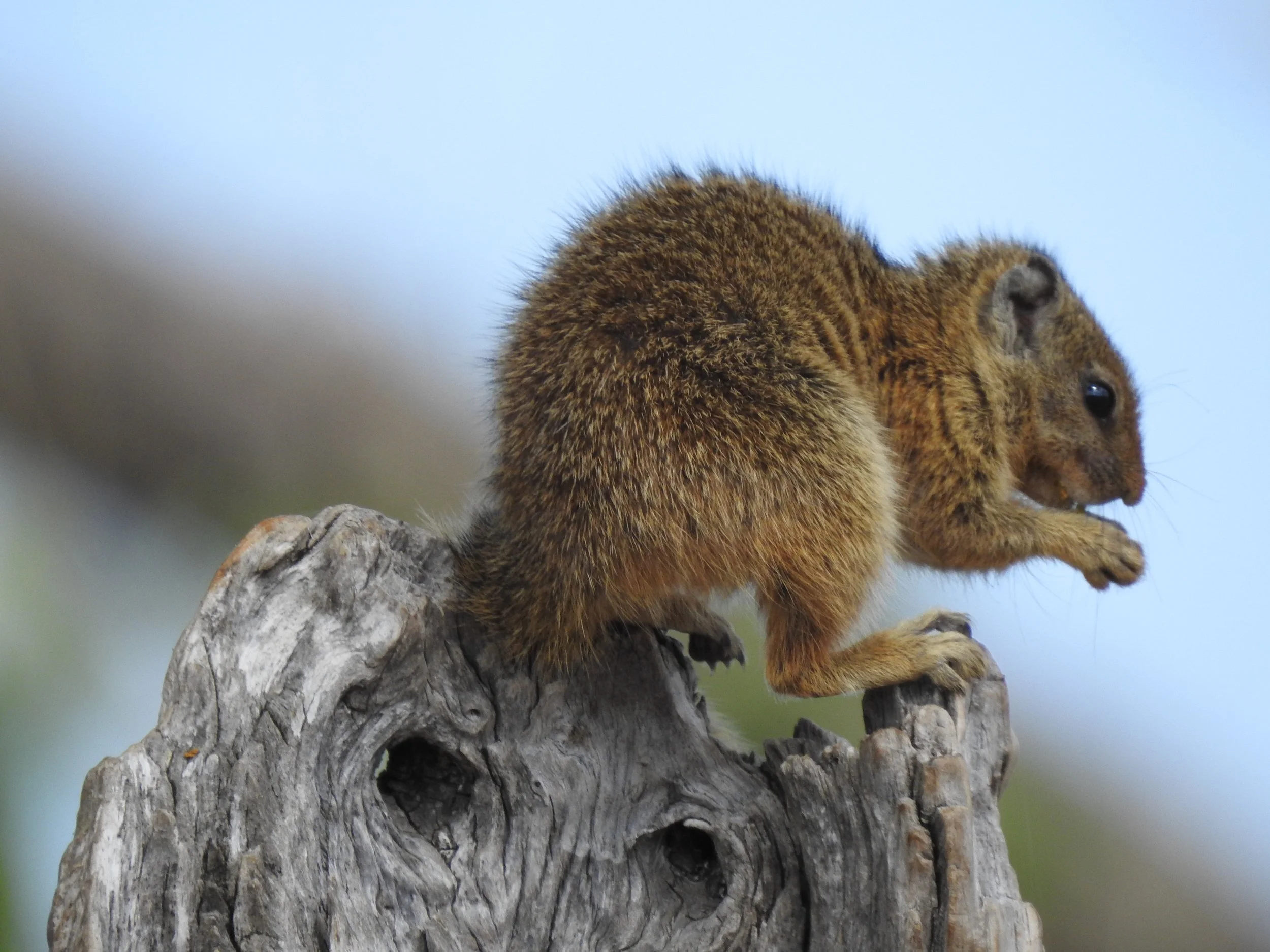 African tree squirrel (Paraxerus cepapi) sits perched on top of a weathered tree stump in the Okavango Delta.