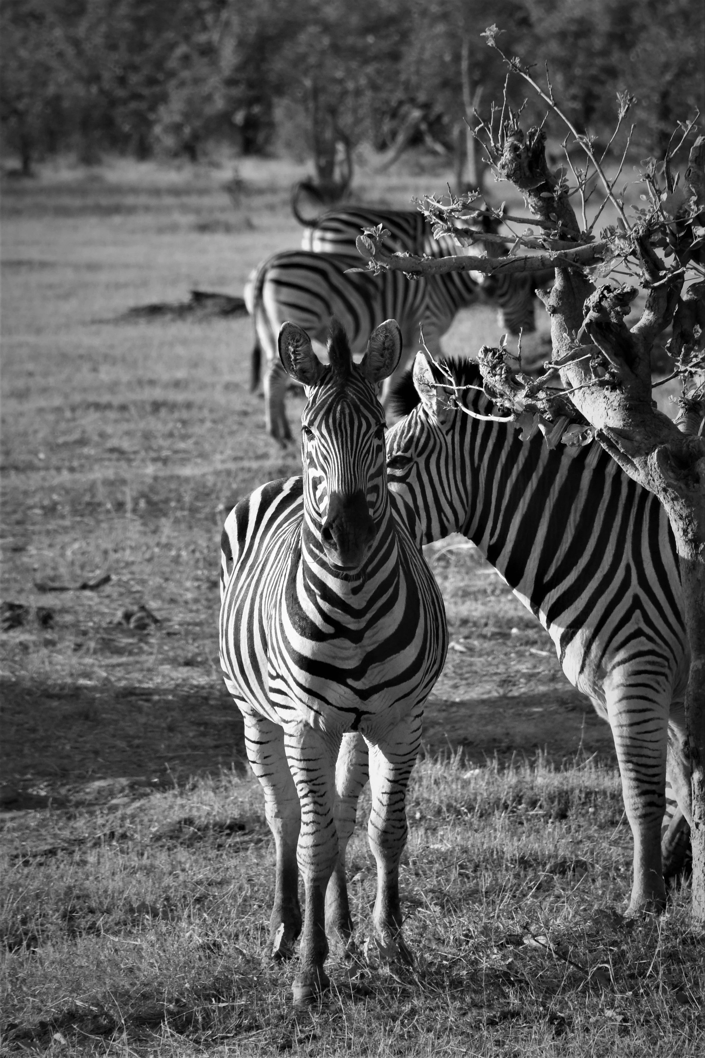 A black and white close-up photo of two zebras standing closely together in the Okavango Delta.