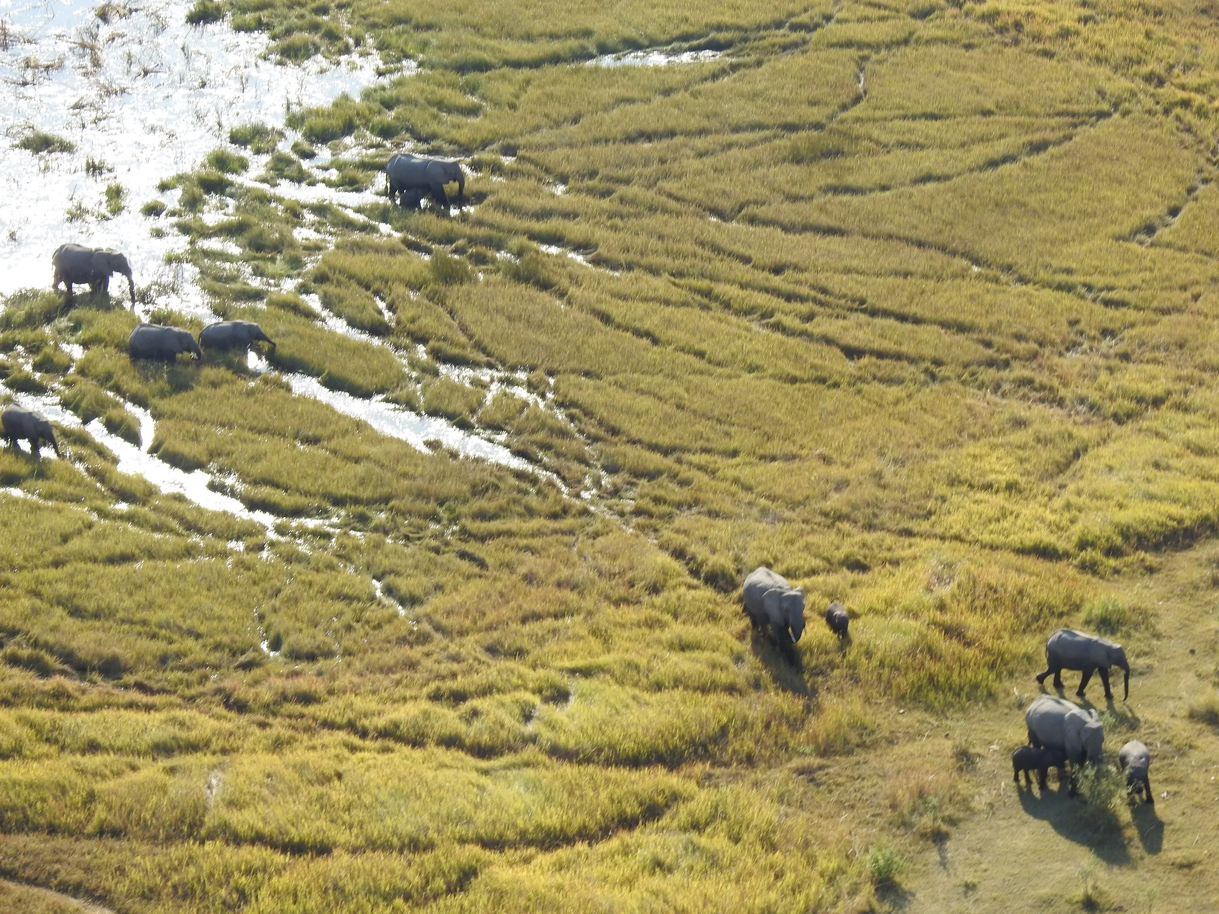 Aerial view of channels and paths winding through a vast green marshland with grazing elephants in the Okavango Delta.