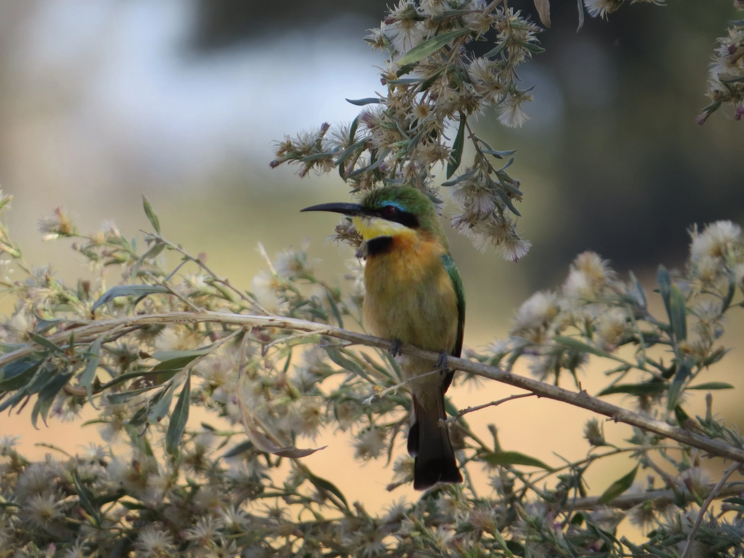 A small, colorful bee-catcher bird rests on a leafy branch with a soft, blurred green background in the Okavango Delta.