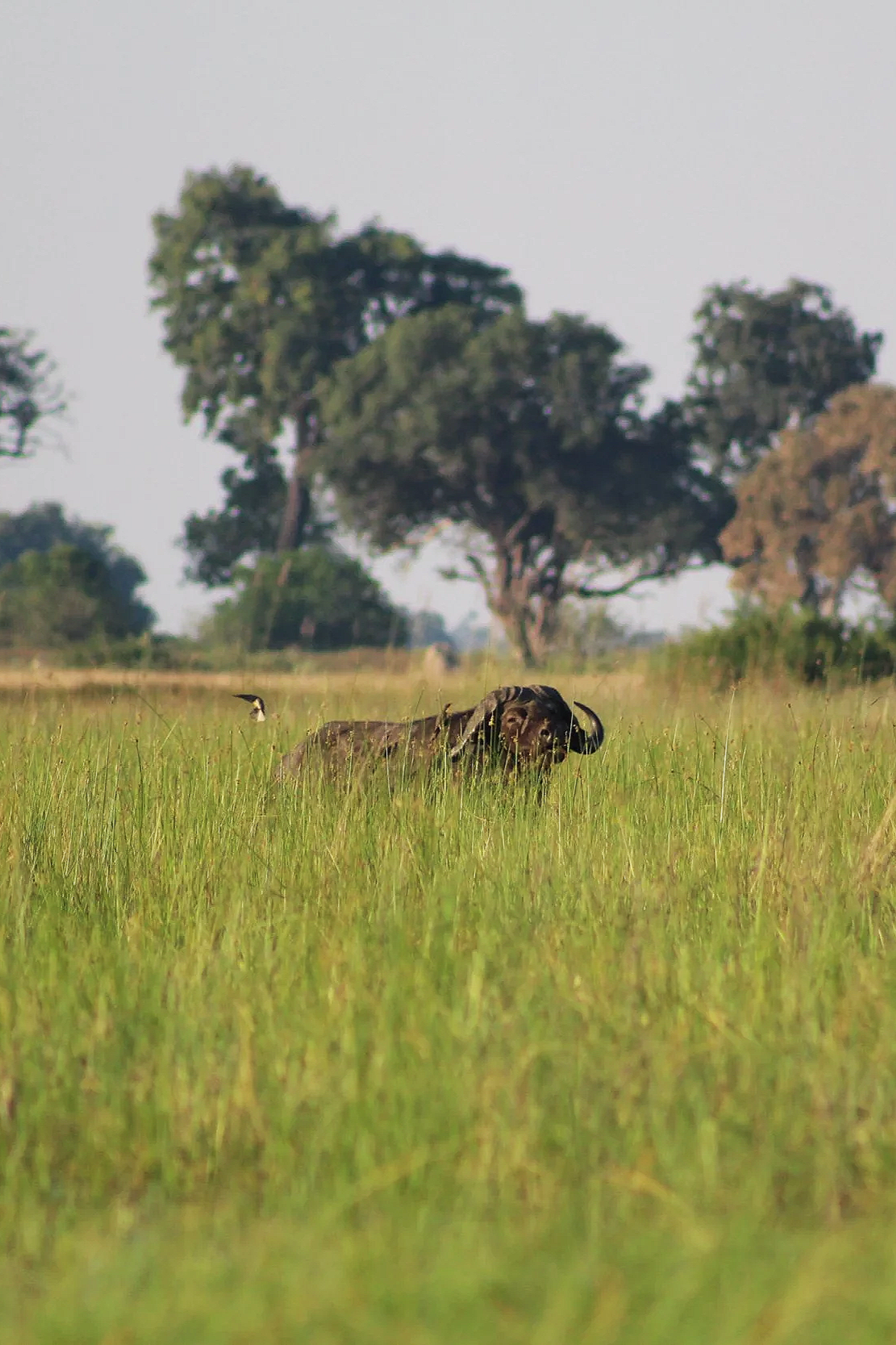 A large bull Cape buffalo standing in a wetland of the Okavango Delta